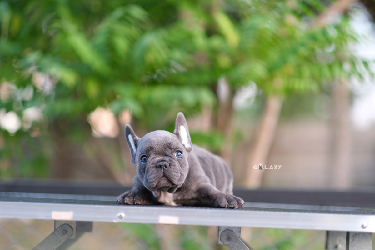 เด็กชาย สีบลู (ตาสีฟ้าหายาก) หุ่นสวย หน้าใหญ่ กระดูกใหญ่ เกิดจากพ่อแม่นำเข้า สนใจติดต่อได้เลยค่ะ สีนี้เด่นแน่นอนค่า