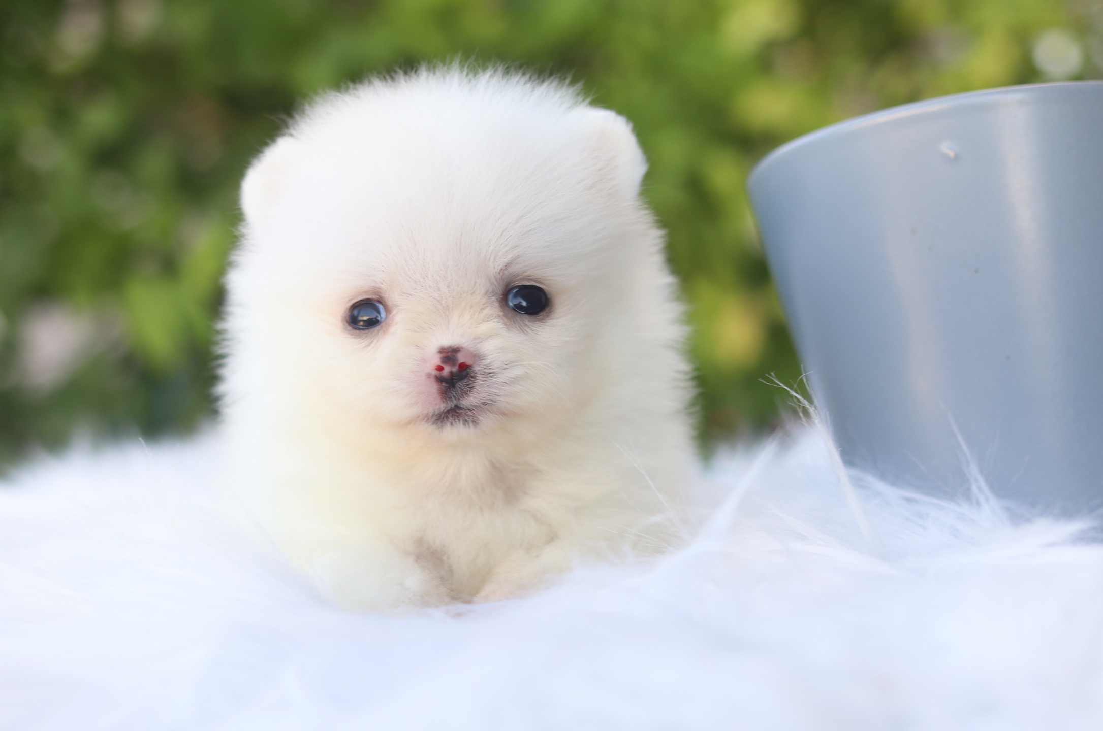 ปอมเมอเรเนียน เพศเมียสีขาวครีม