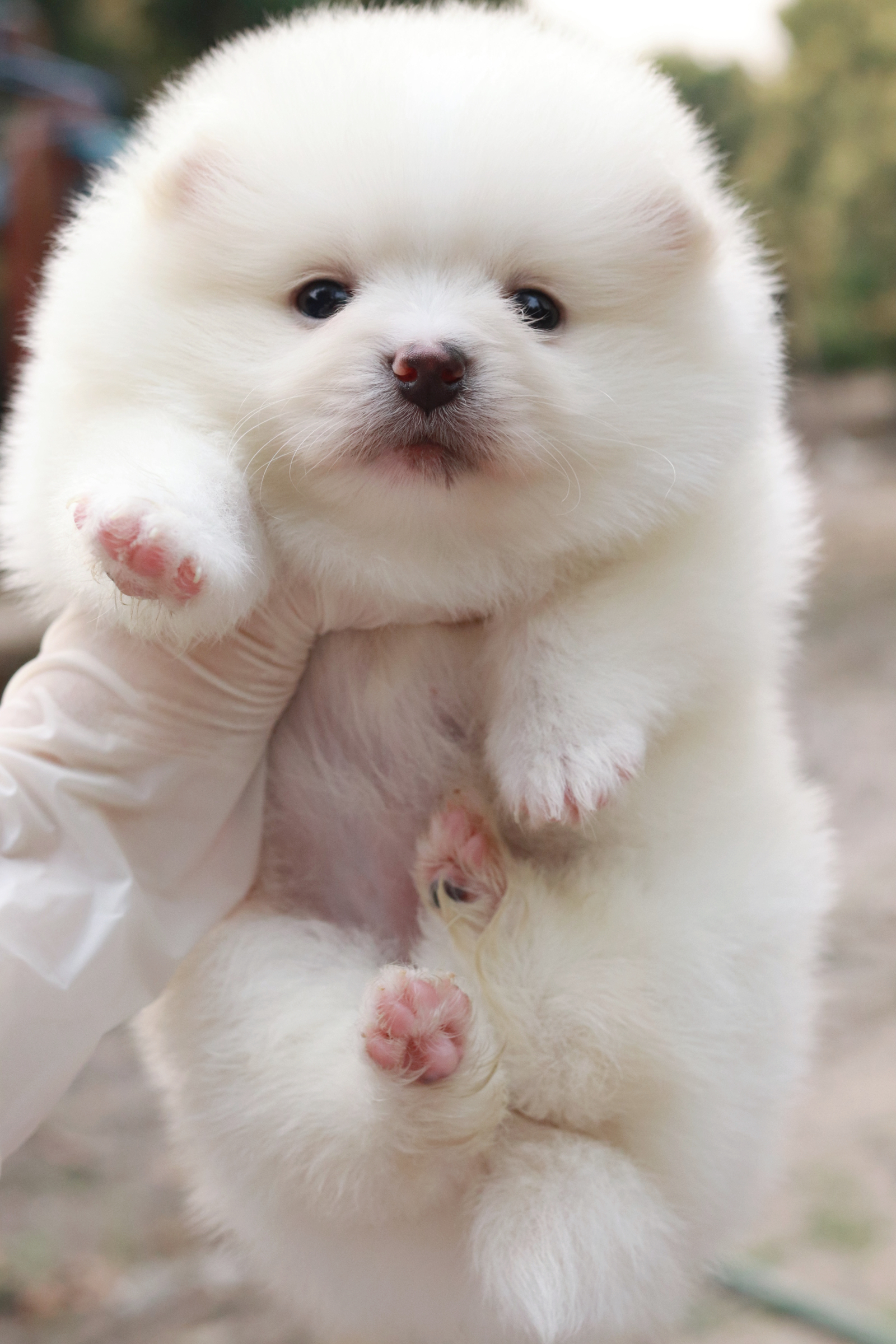 ปอมเมอเรเนียน เพศเมีย