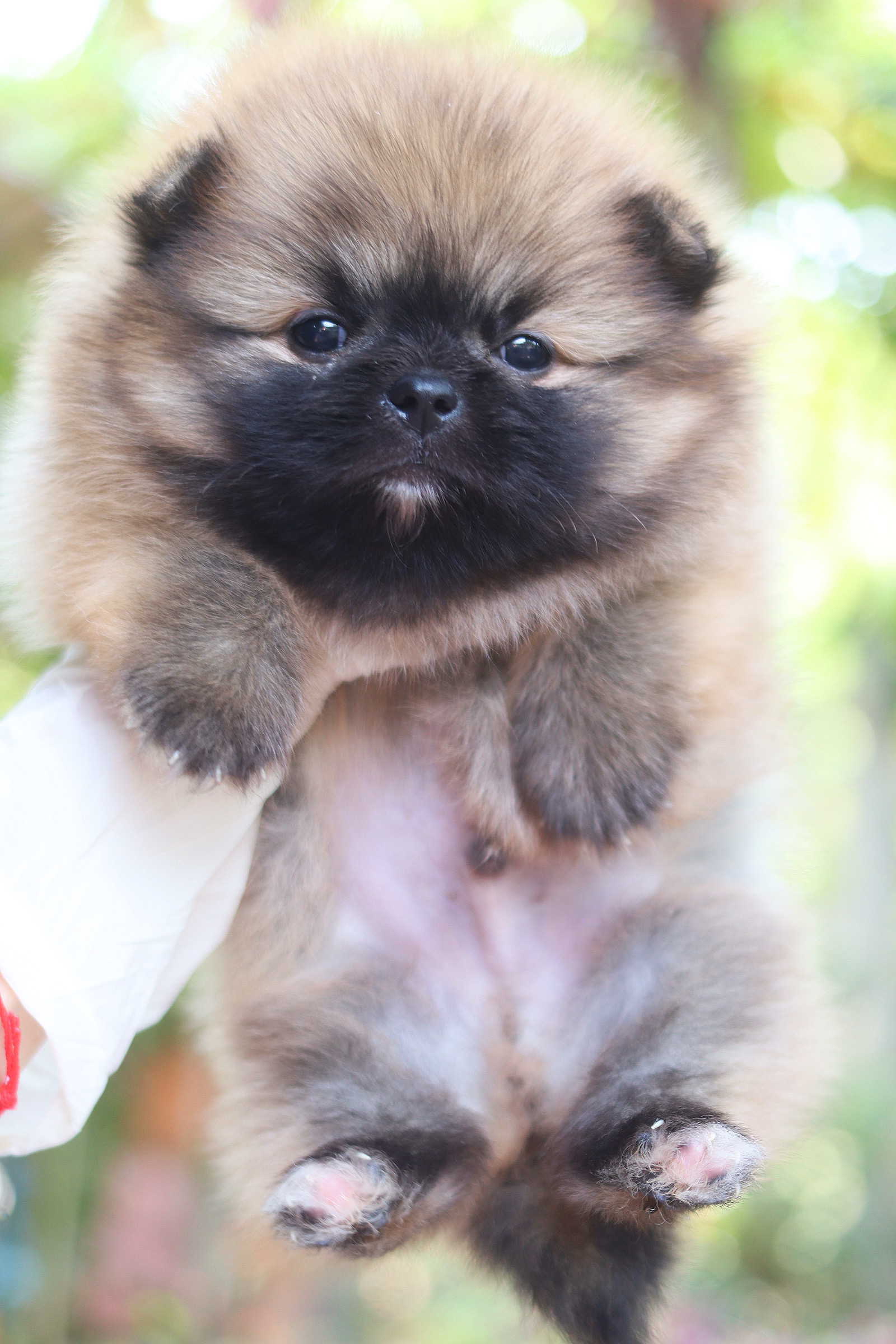 ปอมเมอเรเนียน เพศผู้ สีส้ม