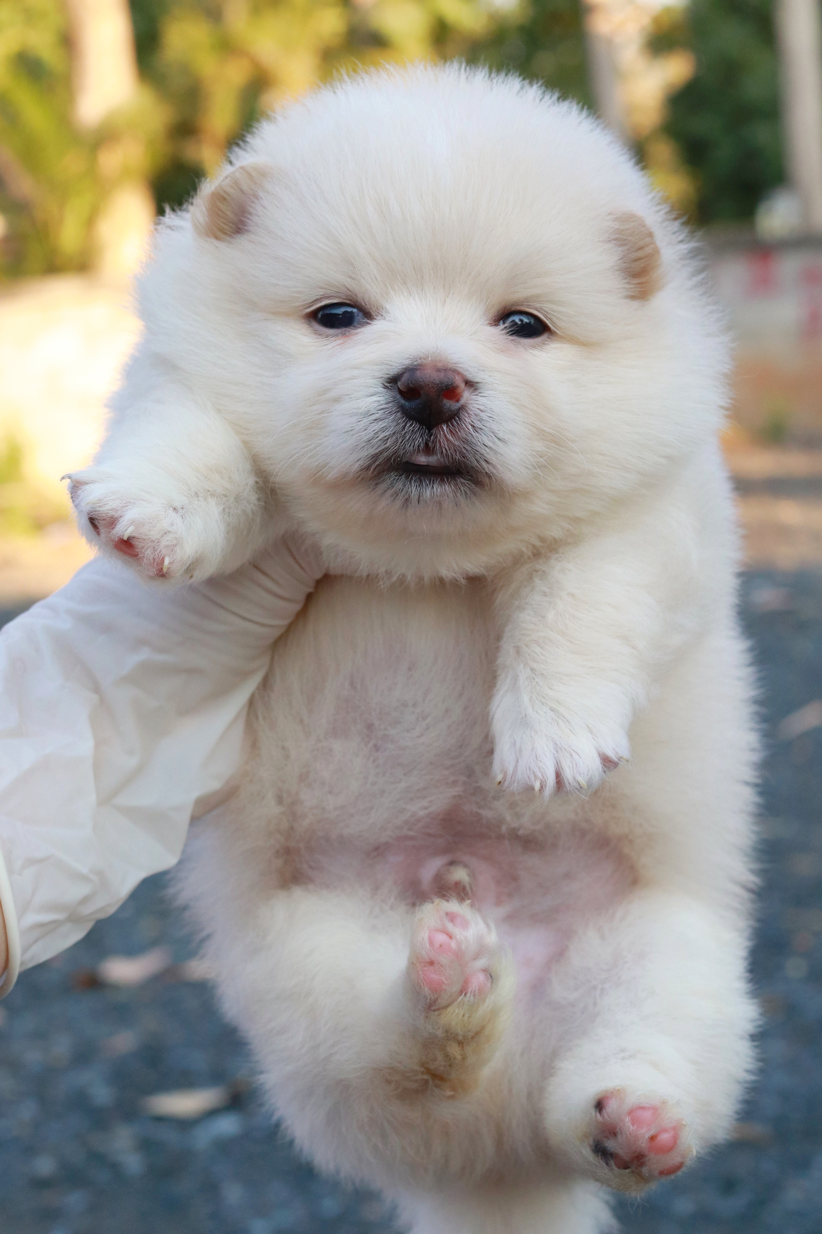 ปอมเมอเรเนียน เพศผู้ หน้าฟ็อก