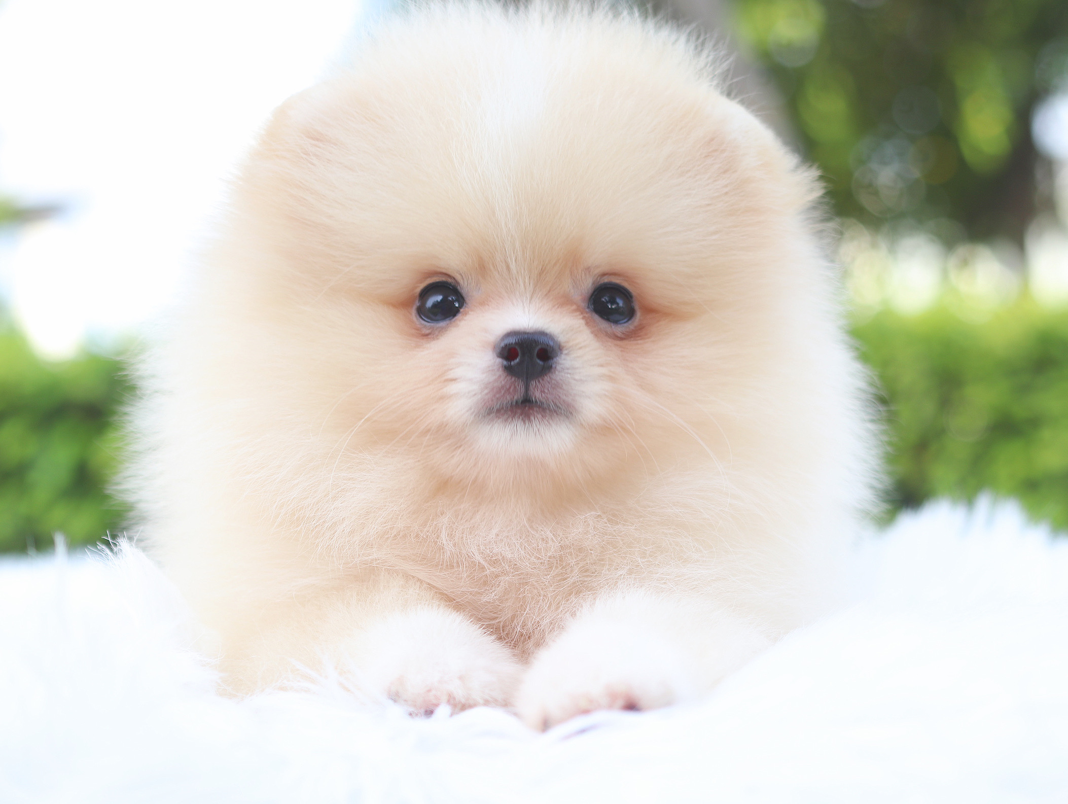 ปอมเมอเรเนียน เพศเมียสีครีม