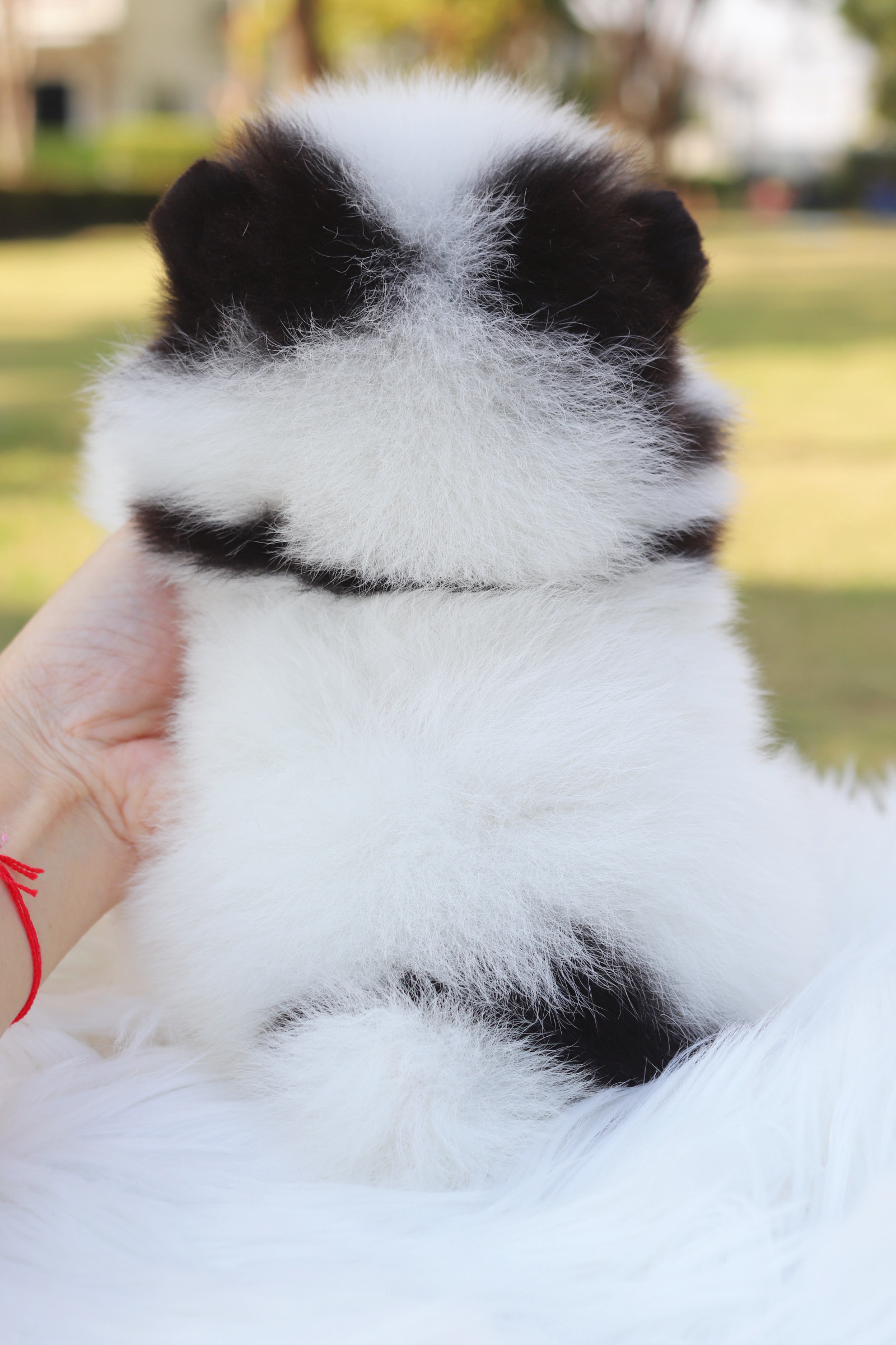 ปอมเมอเรเนียน เพศผู้ มีแฟนซี แพนด้า