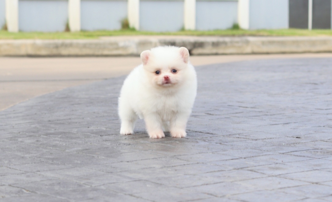 ปอมเมอเรเนียน เพศเมียสีขาวครีม