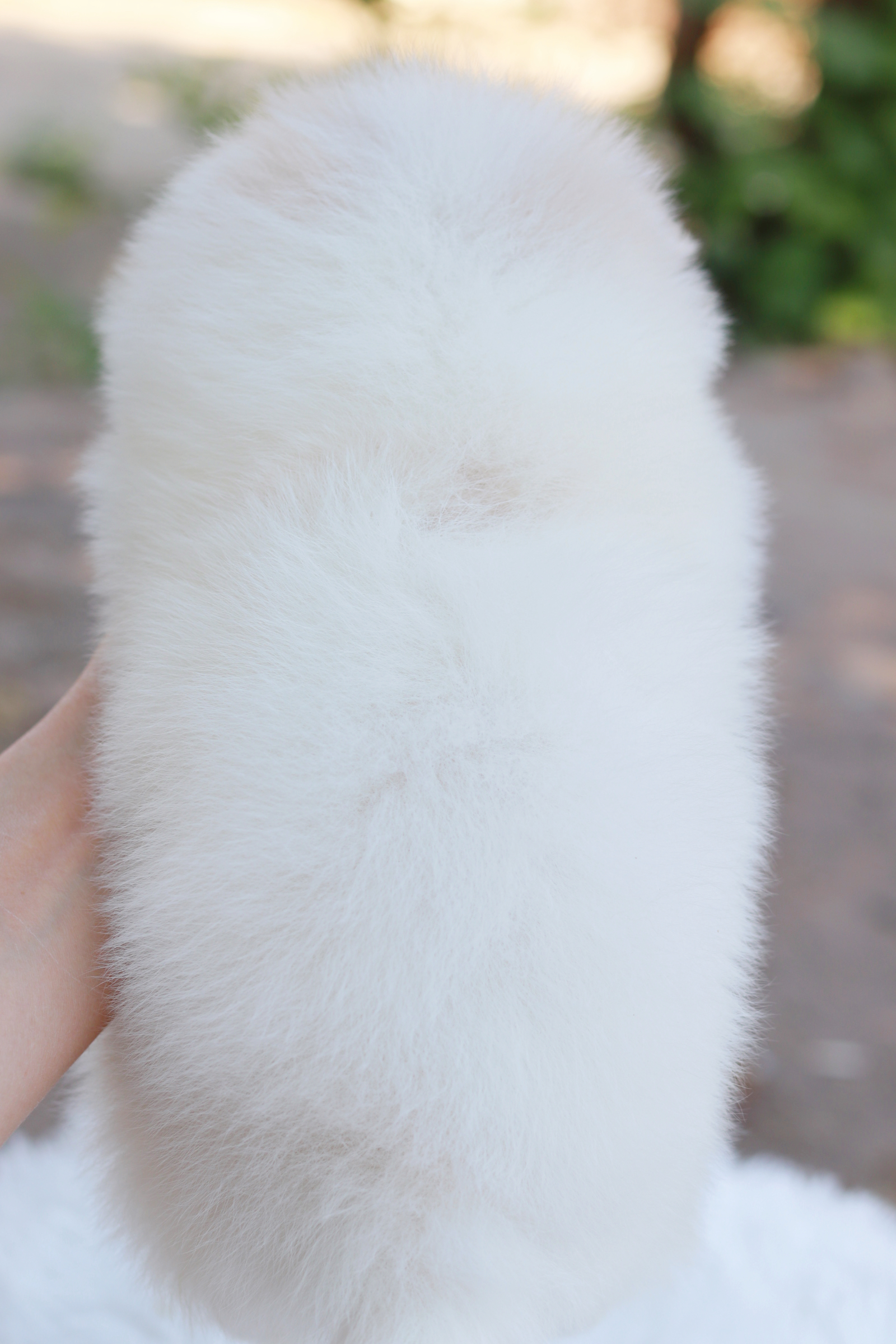 ปอมเมอเรเนียน เพศเมีย