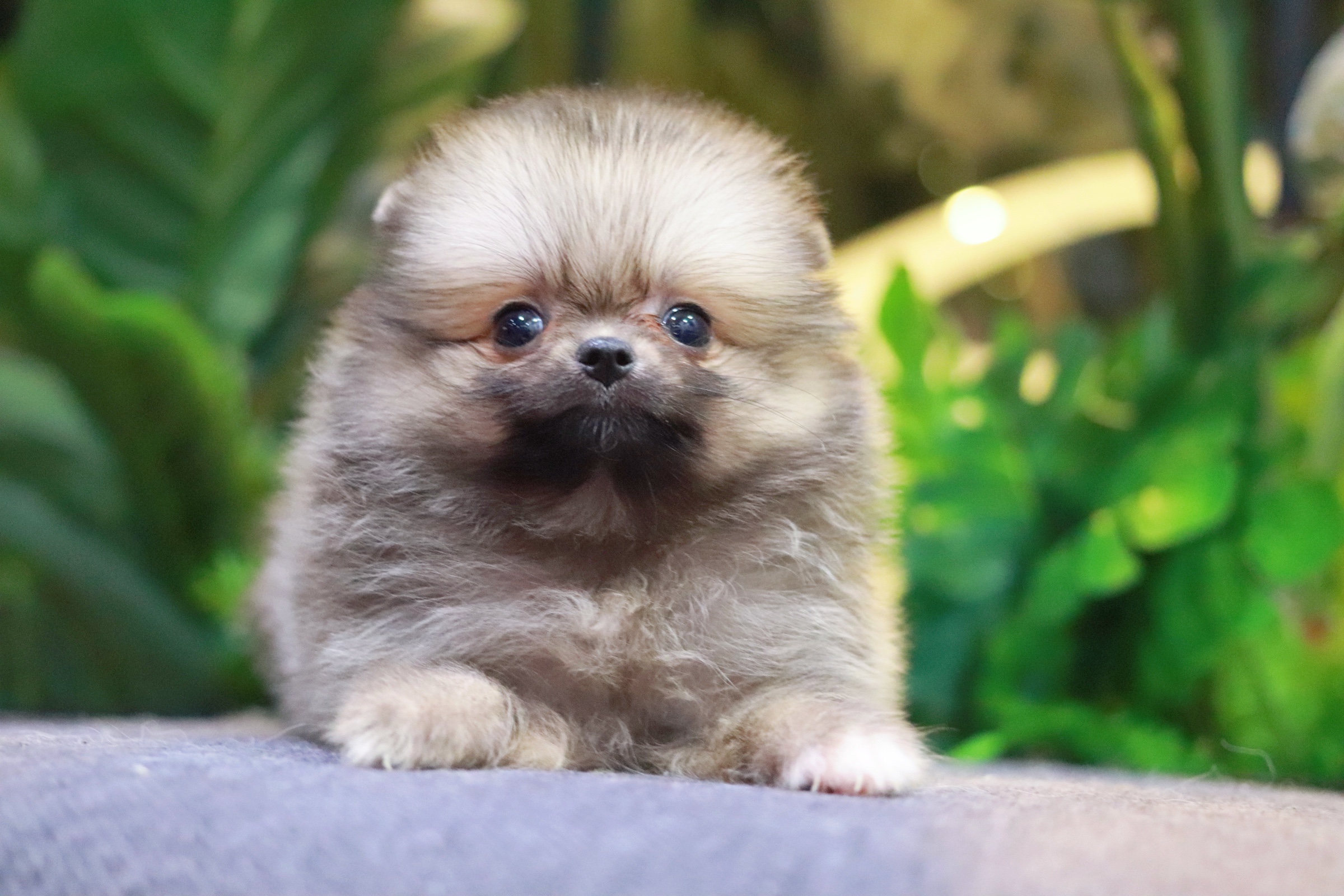 ปอมเมอเรเนียน เพศเมียสีส้ม