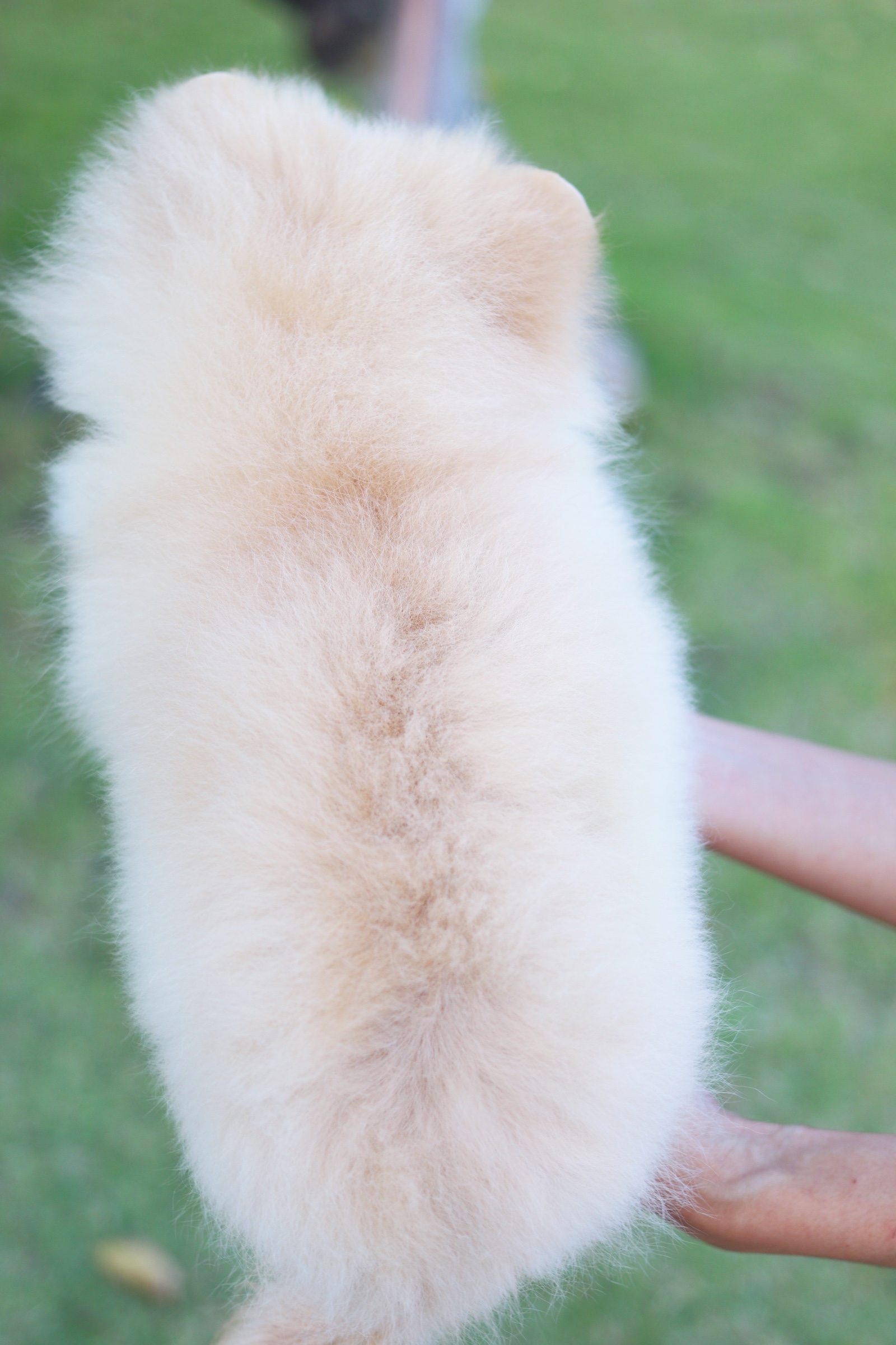 ปอมเมอเรเนียน เพศเมียสีครีม