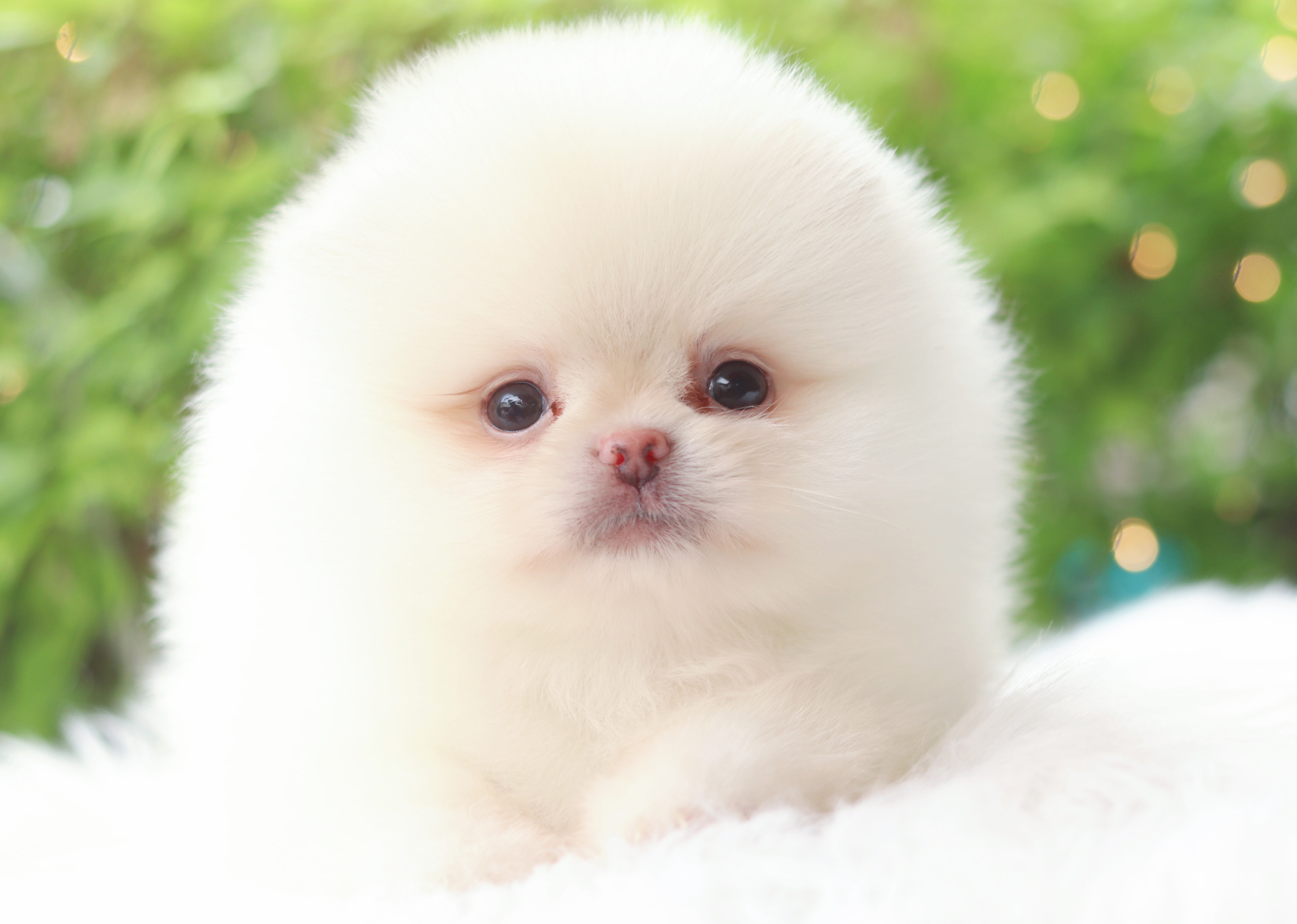 ปอมเมอเรเนียน เพศผู้สีขาวครีม