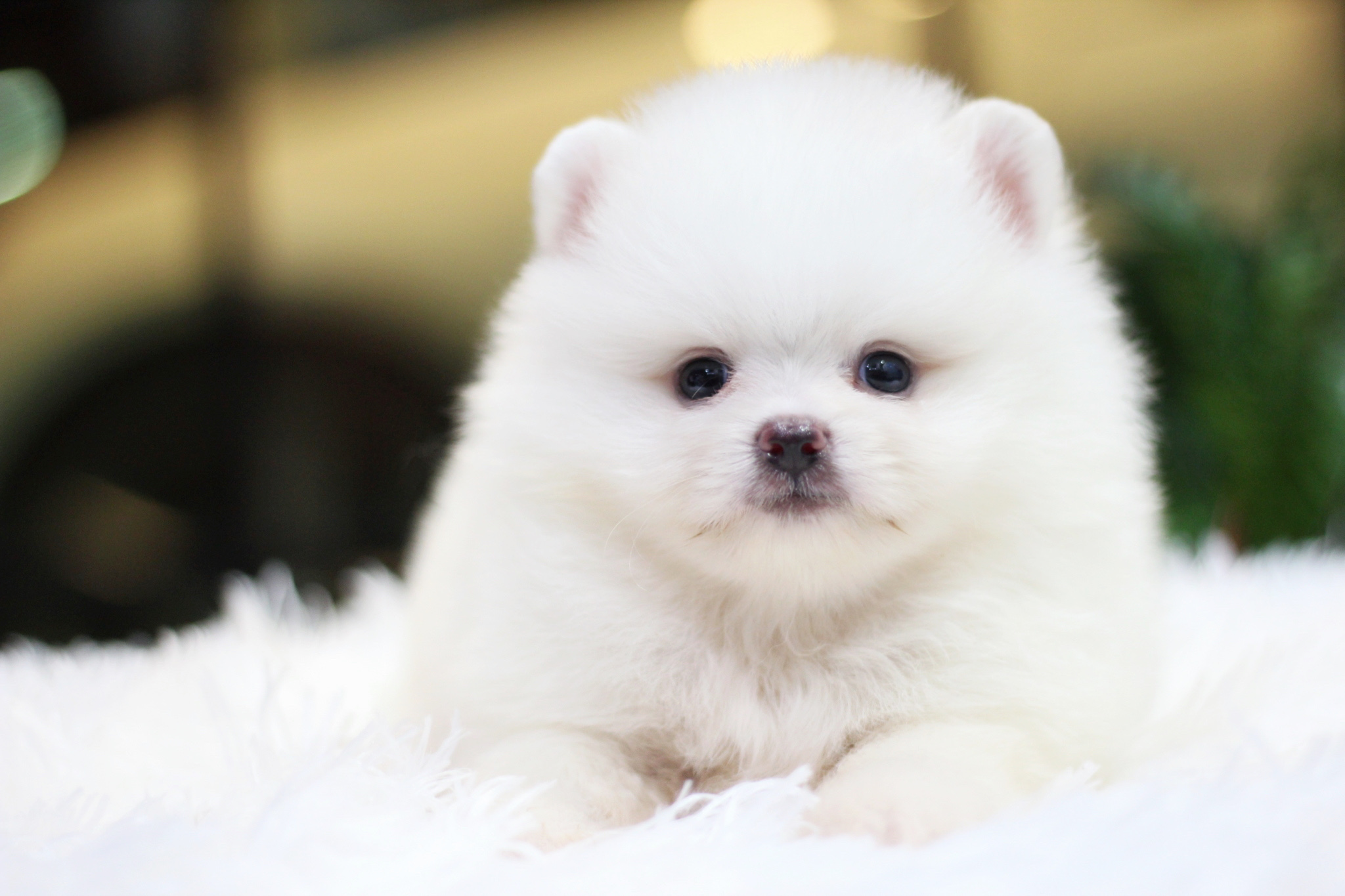 ปอมเมอเรเนียน เพศผู้ สีขาวครีม