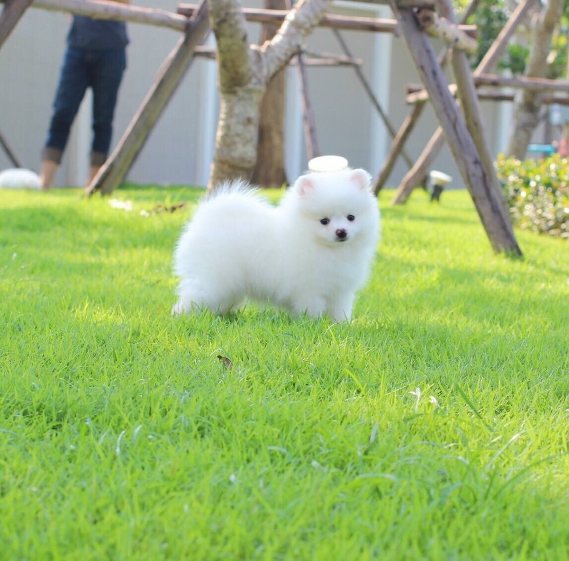 ปอมเมเรเนียน เพศเมีย