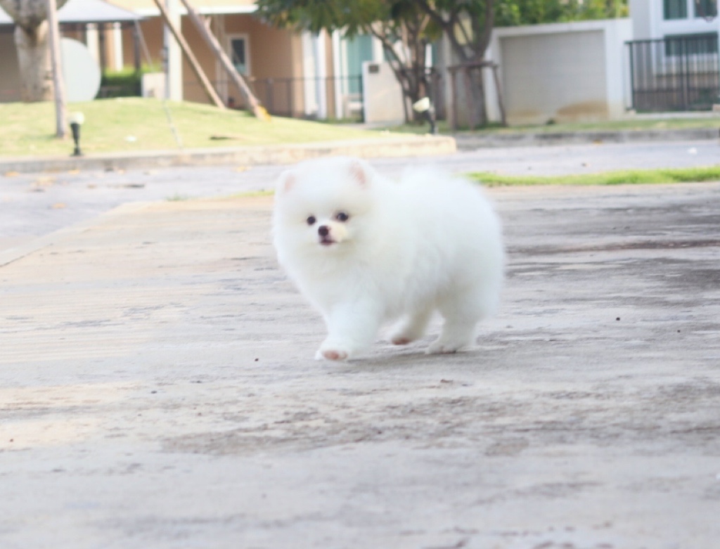 ปอมเมอเรเนียน เพศผู้สีขาวครีม