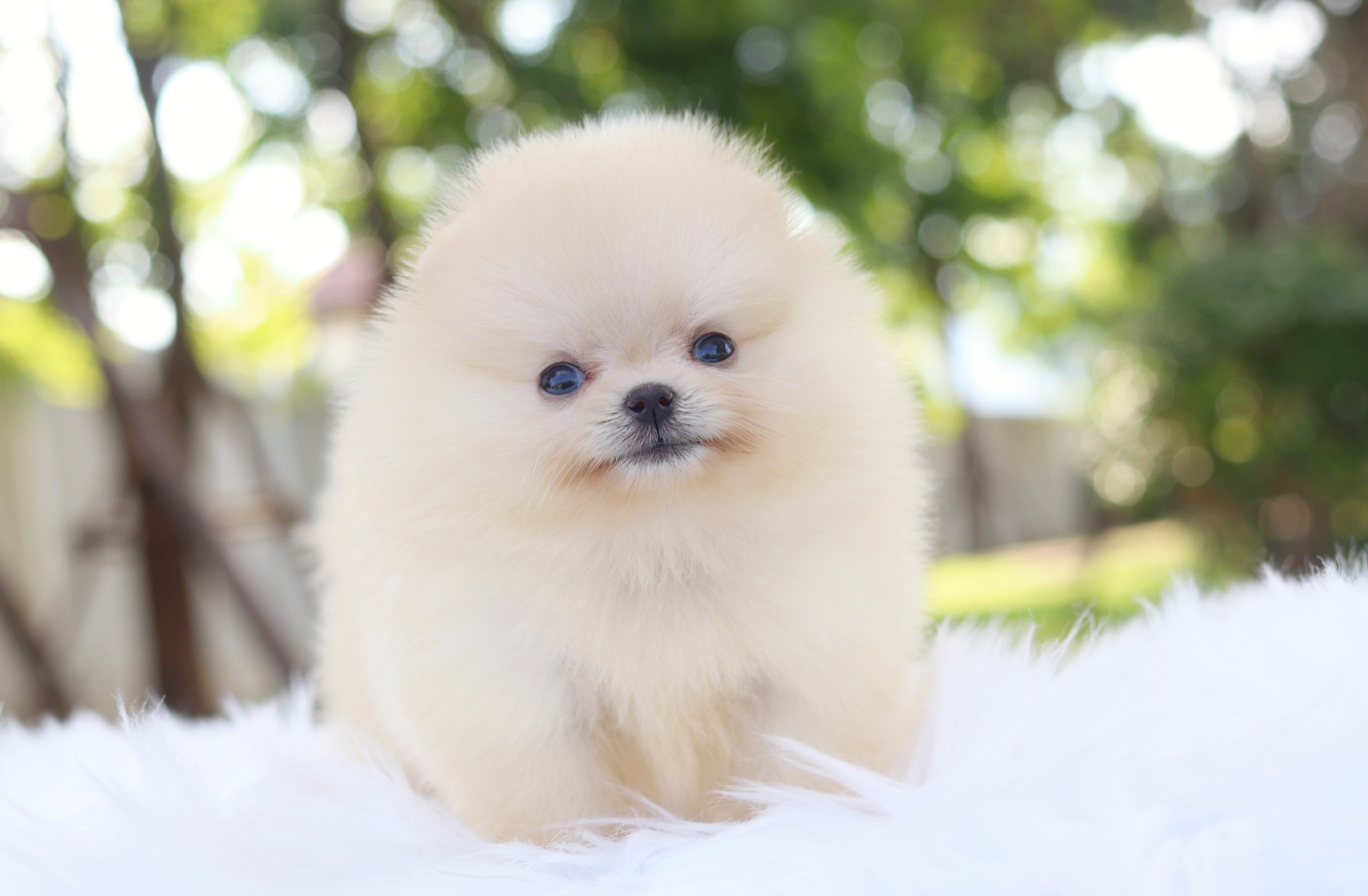 ปอมเมอเรเนียน เพศเมียสีขาวครีม