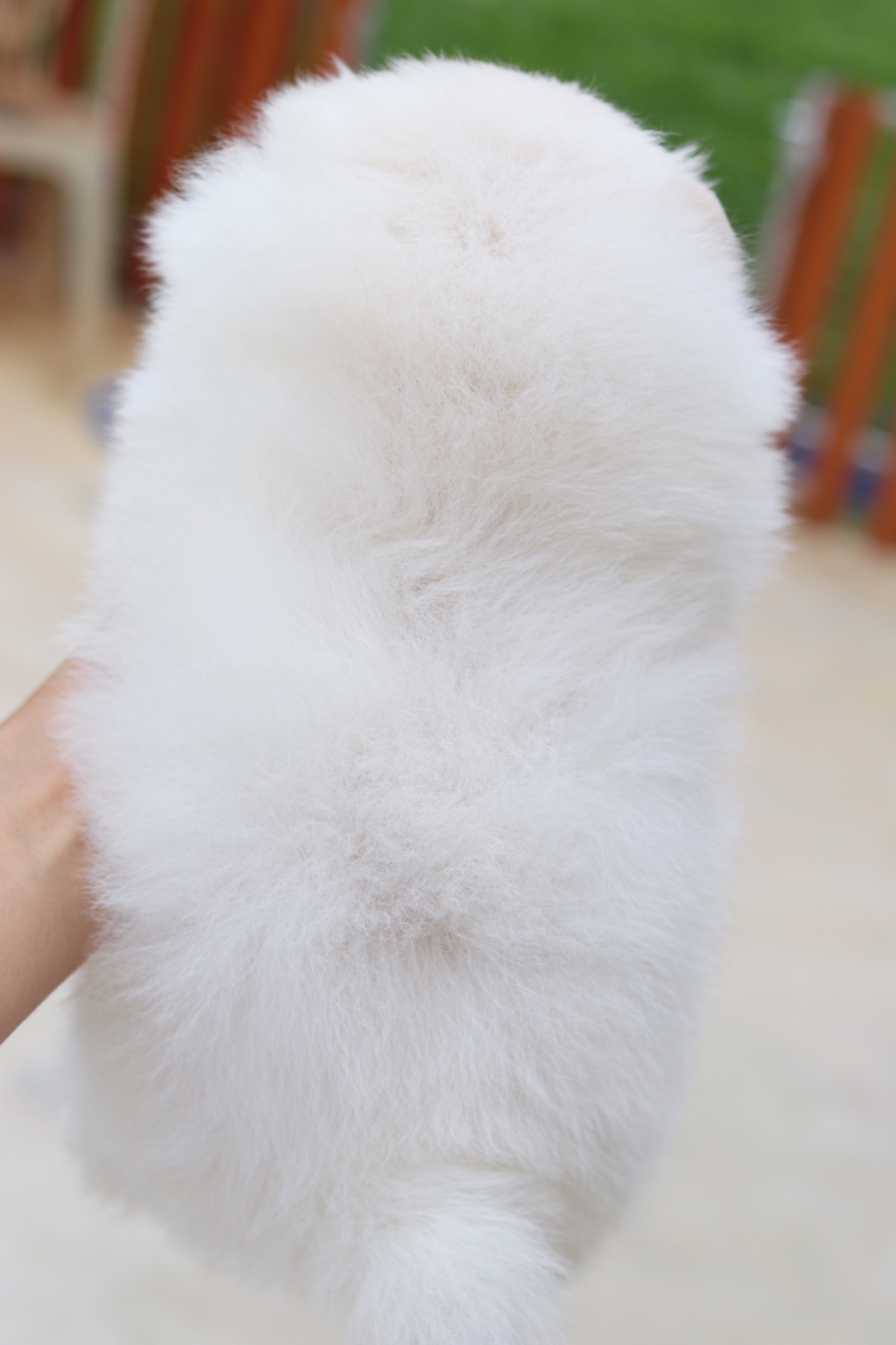 ปอมเมอเรเนียน เพศเมีย สีขาวครีม เกรดโชว์