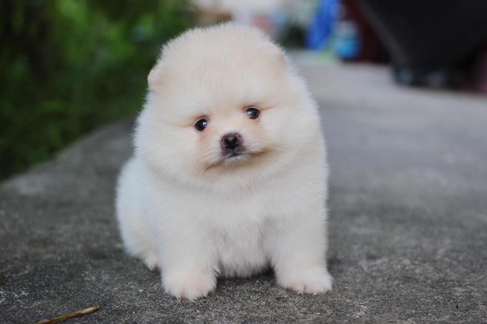 ปอมเมอเรเนียน เพศผู้หน้าหมี