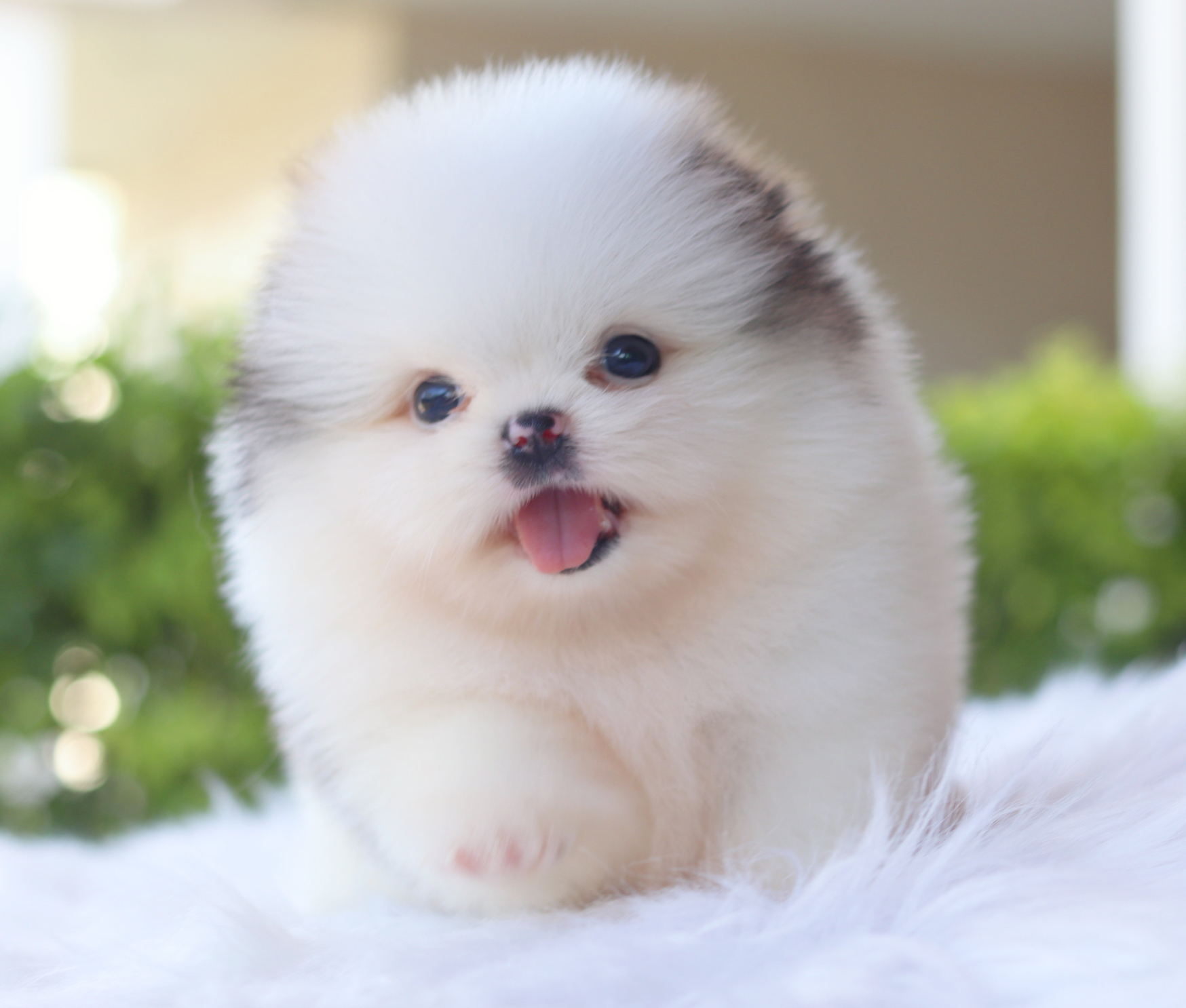 ปอมเมอเรเนียน เพศเมียสีแฟนซีเกรดโชว์