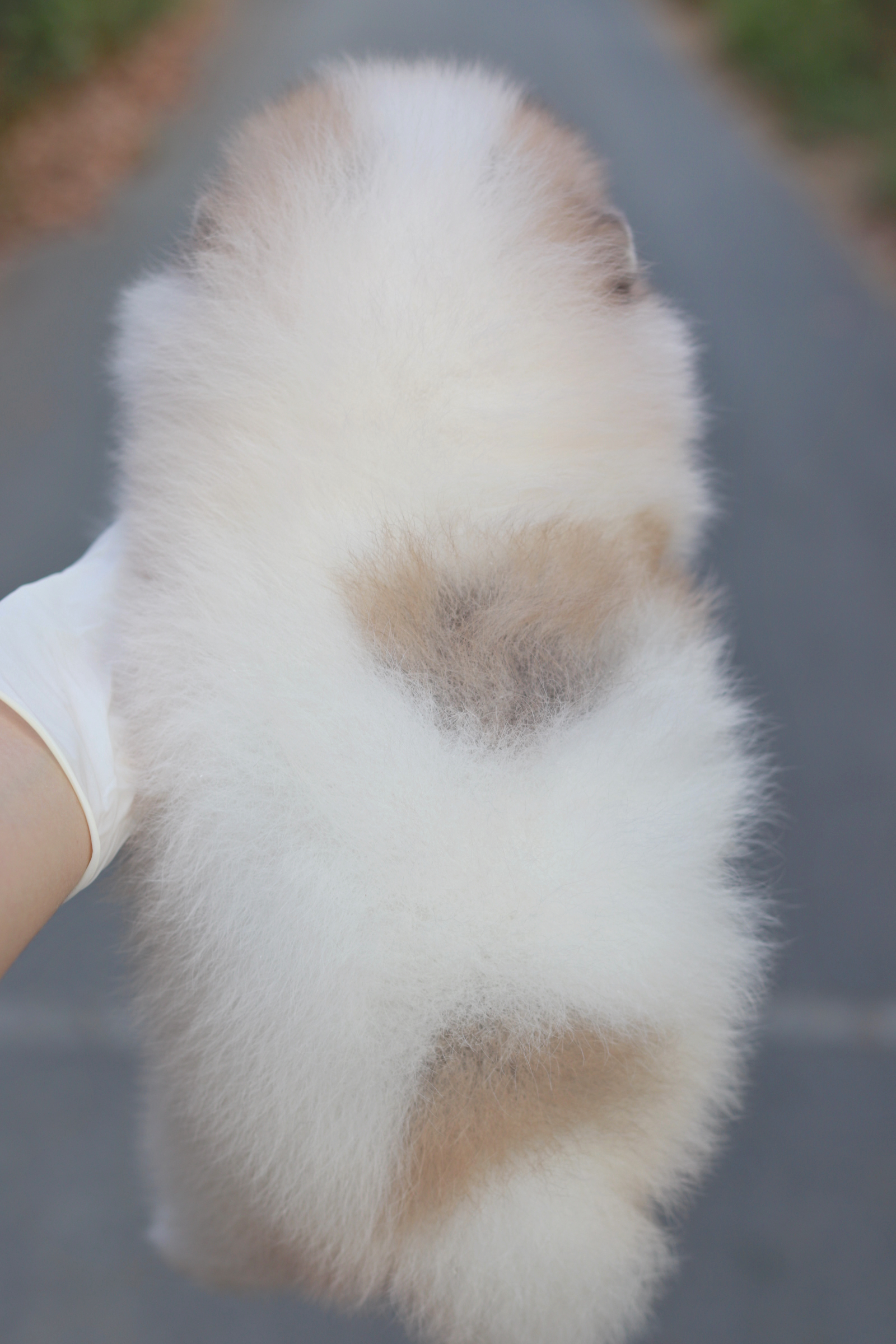 ปอมเมอเรเนียน เพศผู้แฟนซี