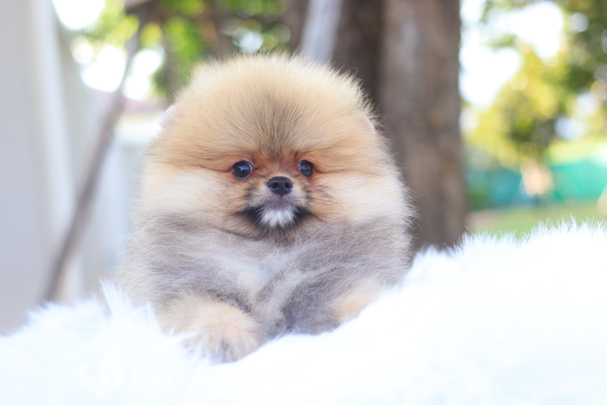 ปอมเมอเรเนียน เพศผู้ สีส้ม ขนแน่นๆฟอร์มสวย