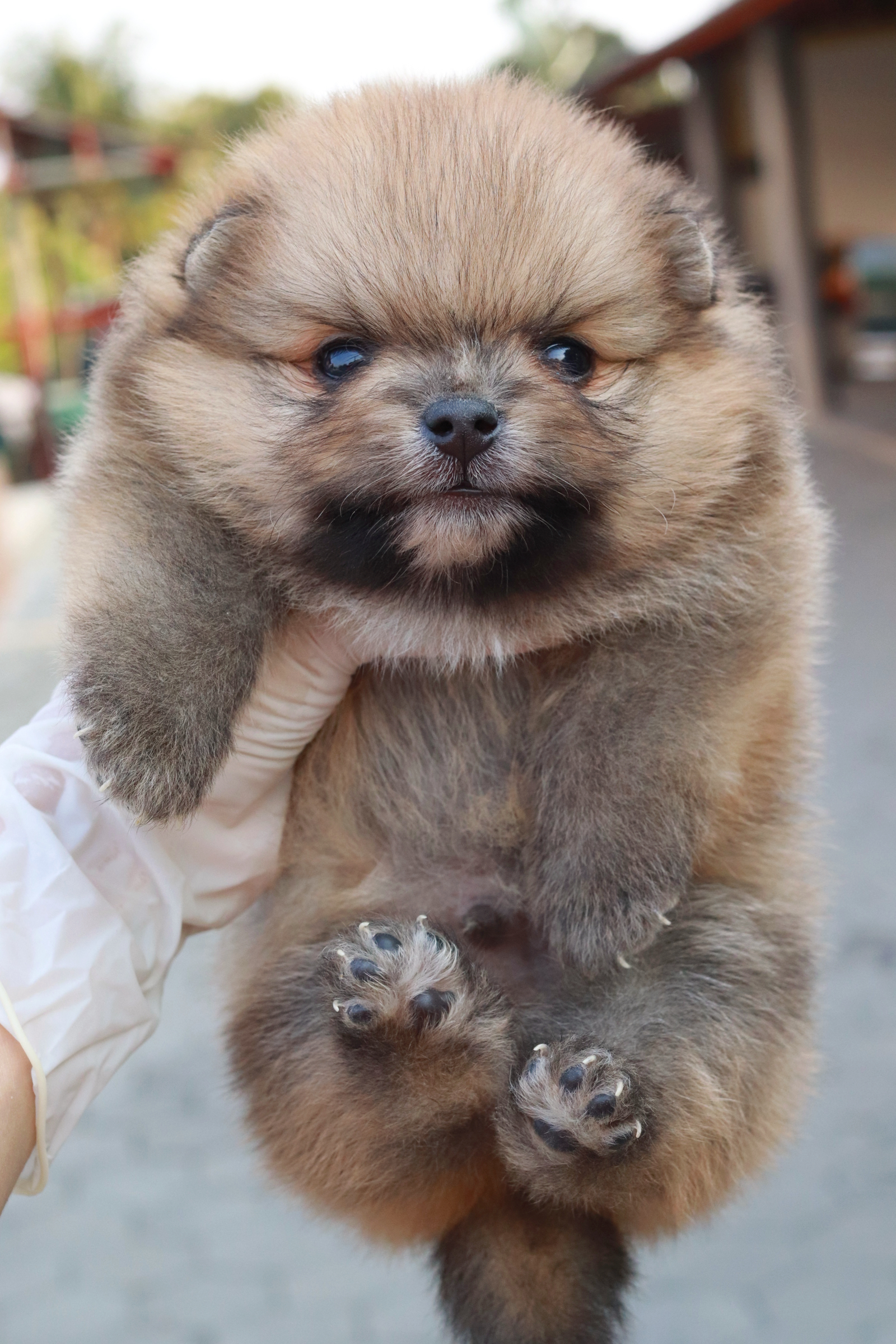 ปอมเมอเรเนียน เพศผู้สีส้ม