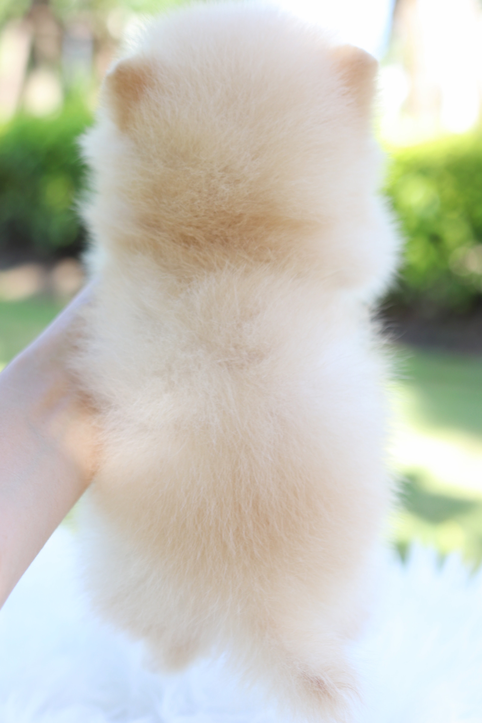 ปอมเมอเรเนียน เพศผู้สีครีม