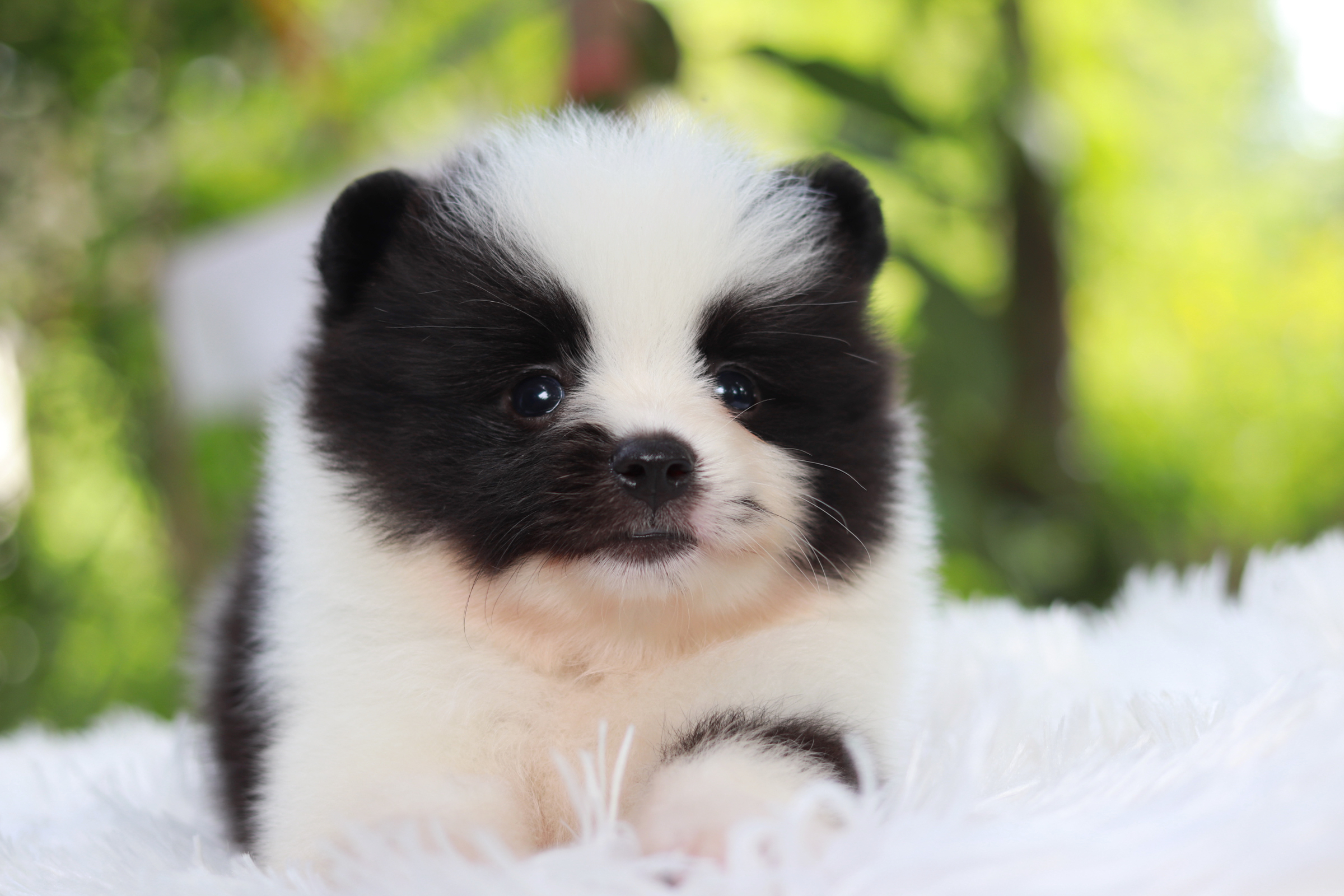 ปอมเมอเรเนียน เพศผู้ สีไตรคัลเลอร์ ขนแน่นๆ หน้าฟ็อก