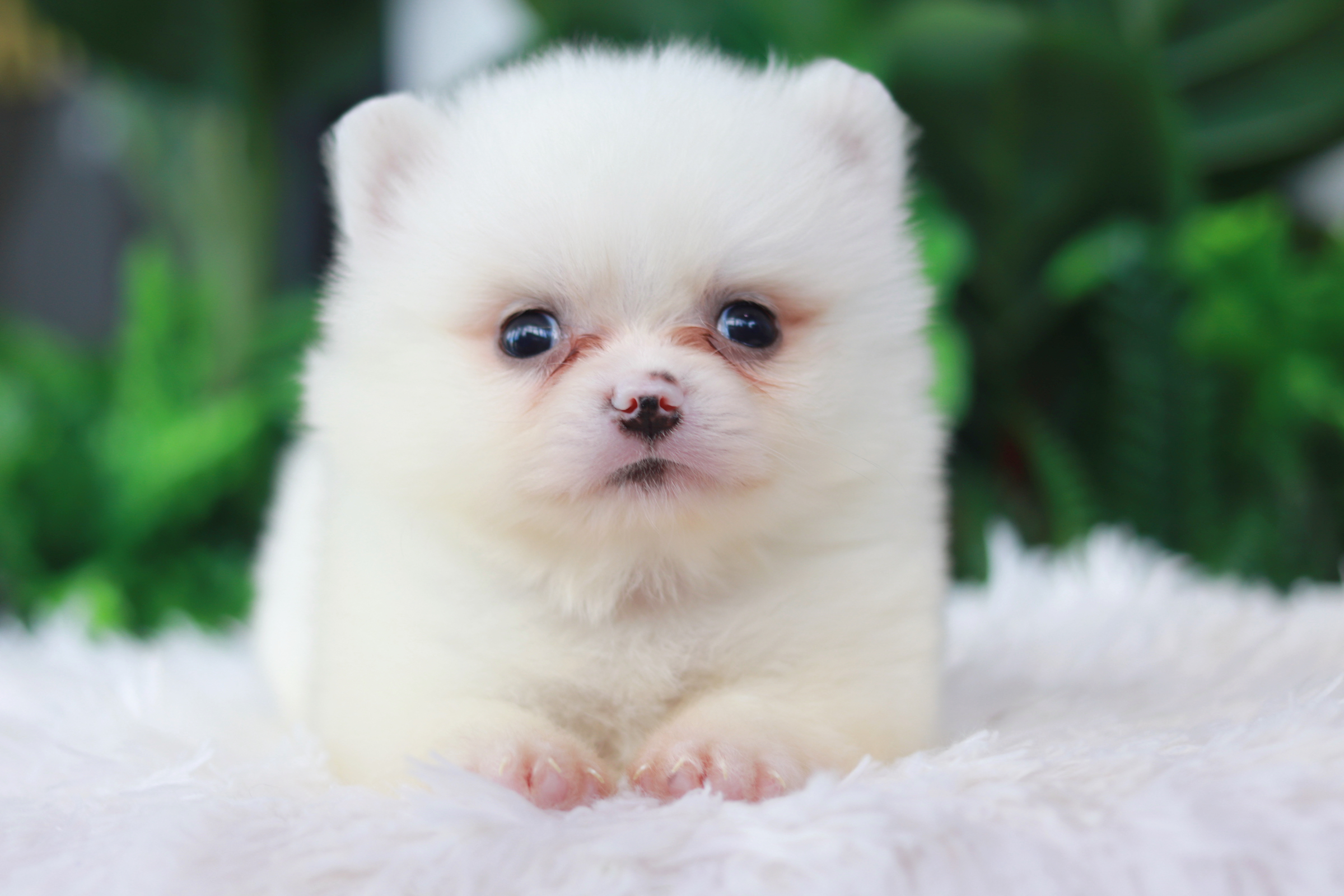 ปอมเมอเรเนียน เพศผู้ สีขาว