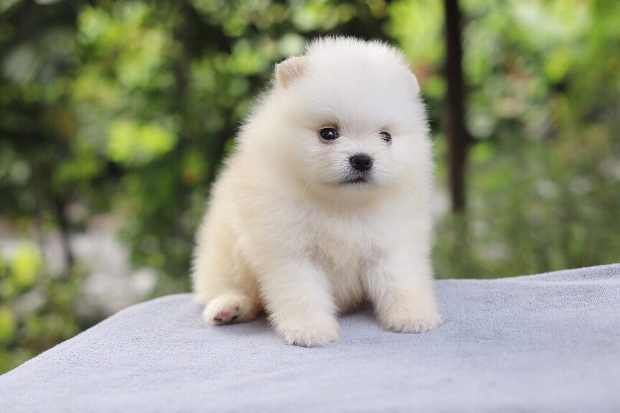 ปอมเมอเรเนียน เพศผู้