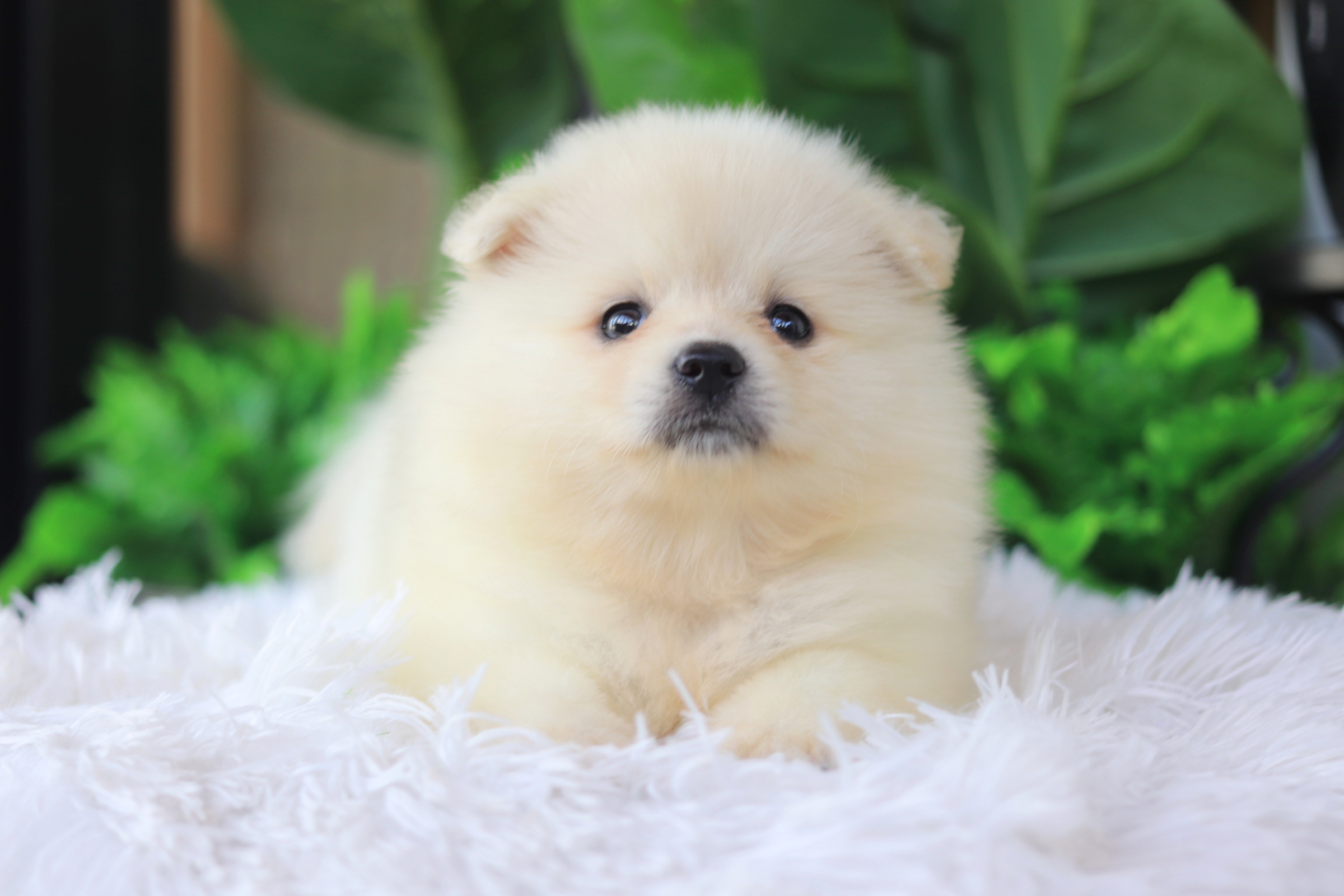 ปอมเมอเรเนียน เพศเมียขาวครีม