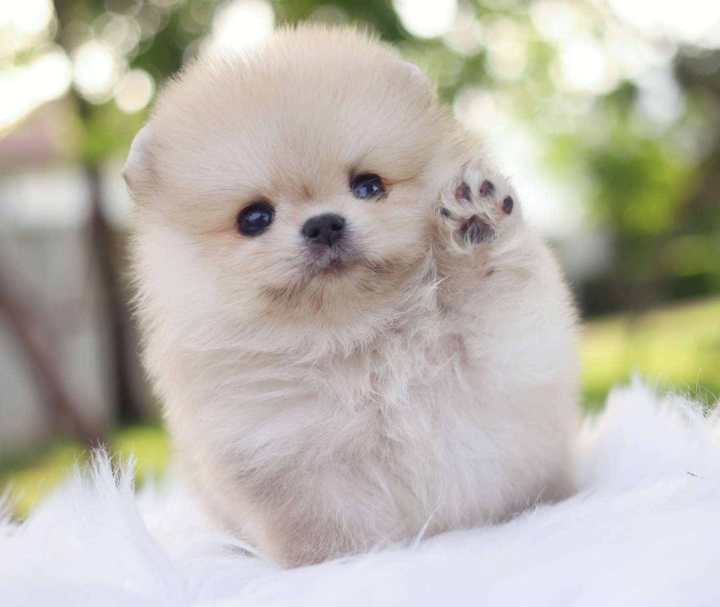 ปอมเมอเรเนียน เพศผู้สีส้มตาสีฟ้า1 ข้าง