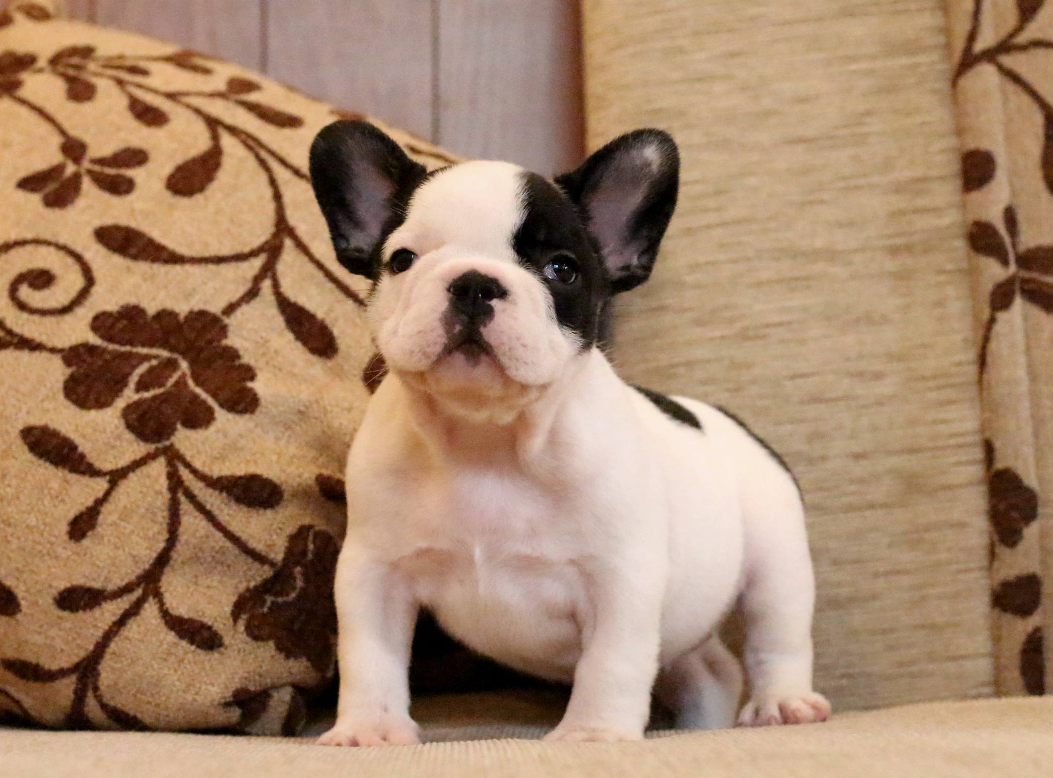 เด็กหญิงหมวยเล็ก เฟรนช์บูลด็อก โครงสร้างสวย หน้าตามึนๆ