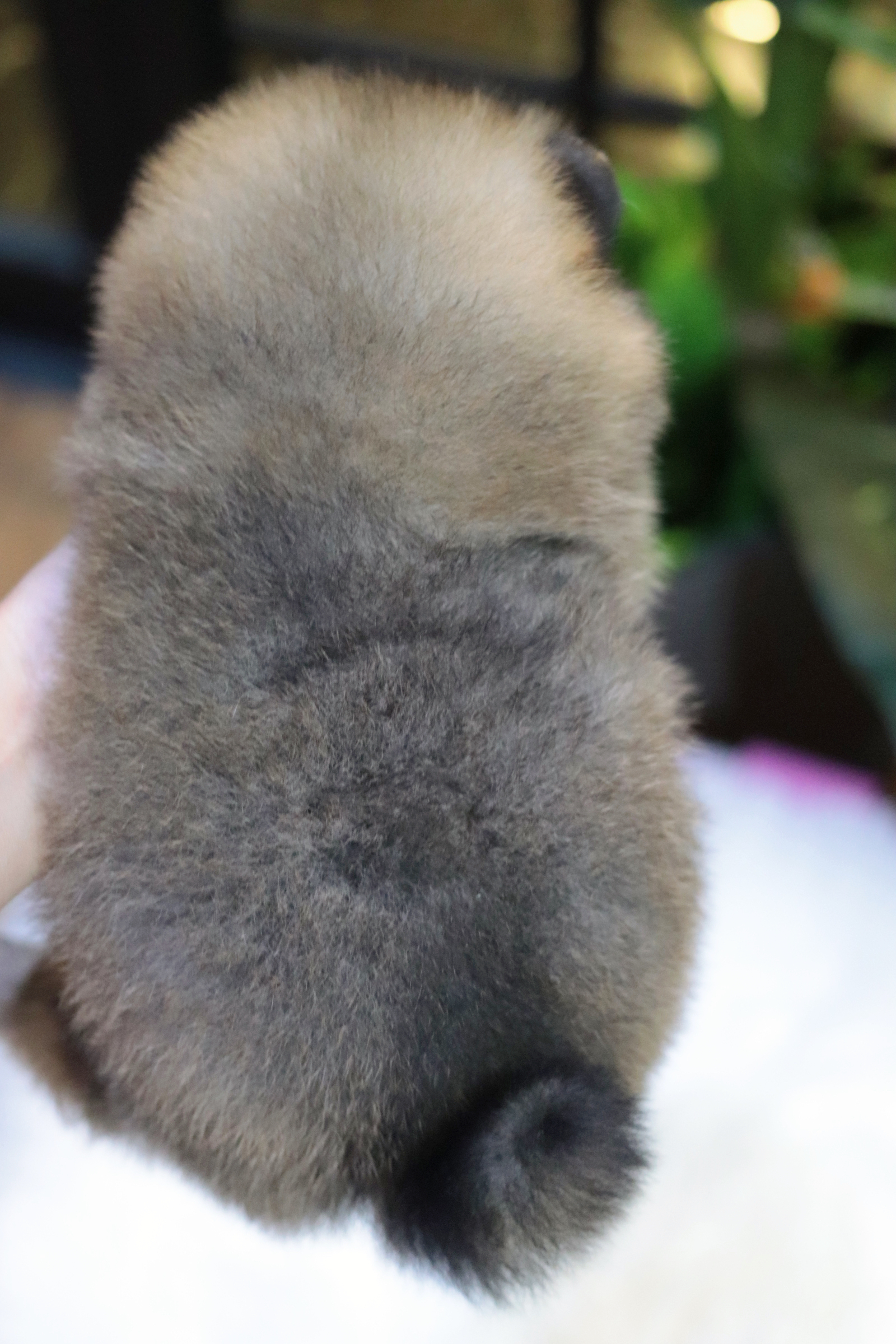 ปอมเมอเรเนียน เพศผู้ สีส้ม