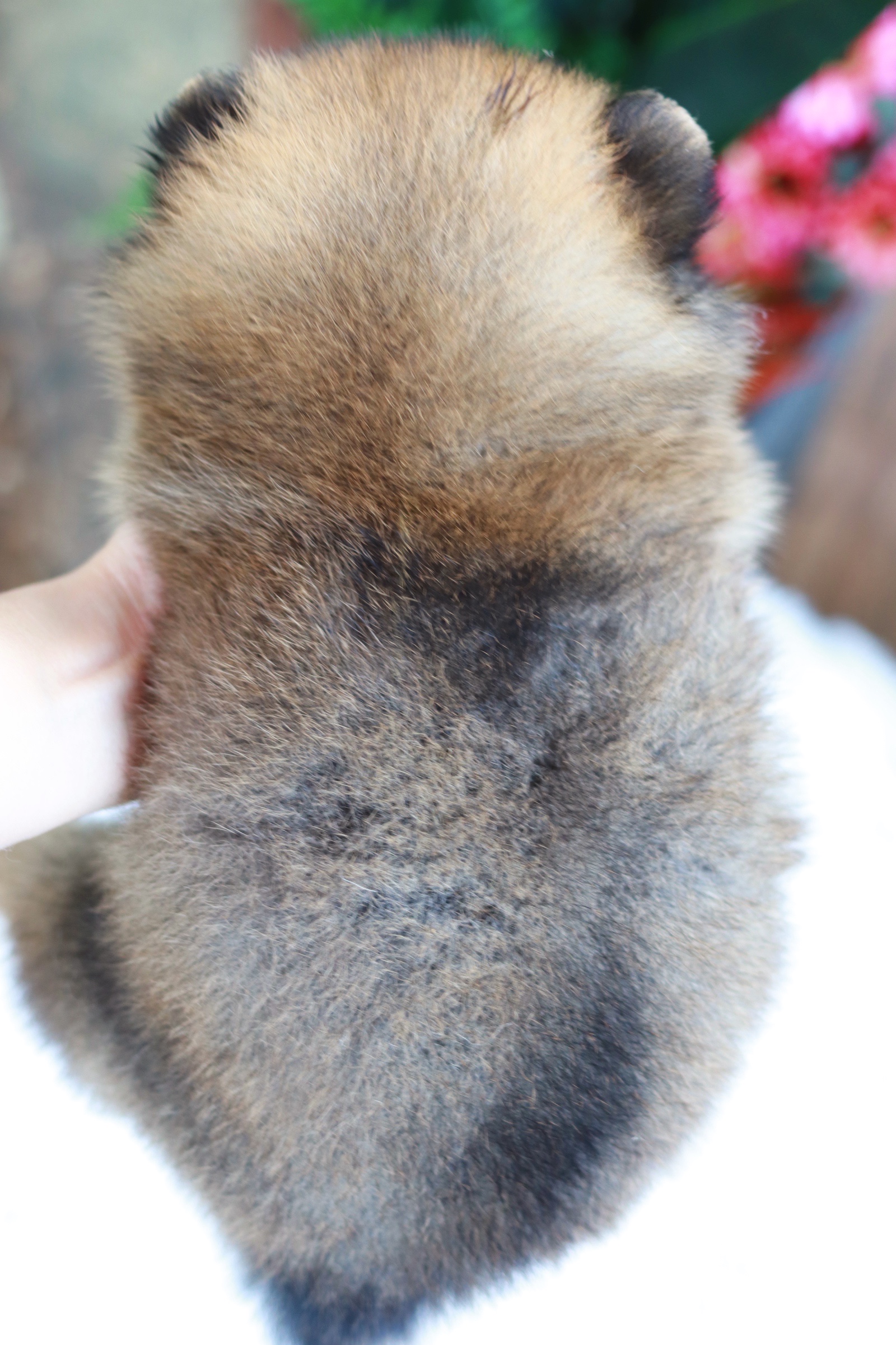 ปอมเมอเรเนียน เพศผู้สีส้ม