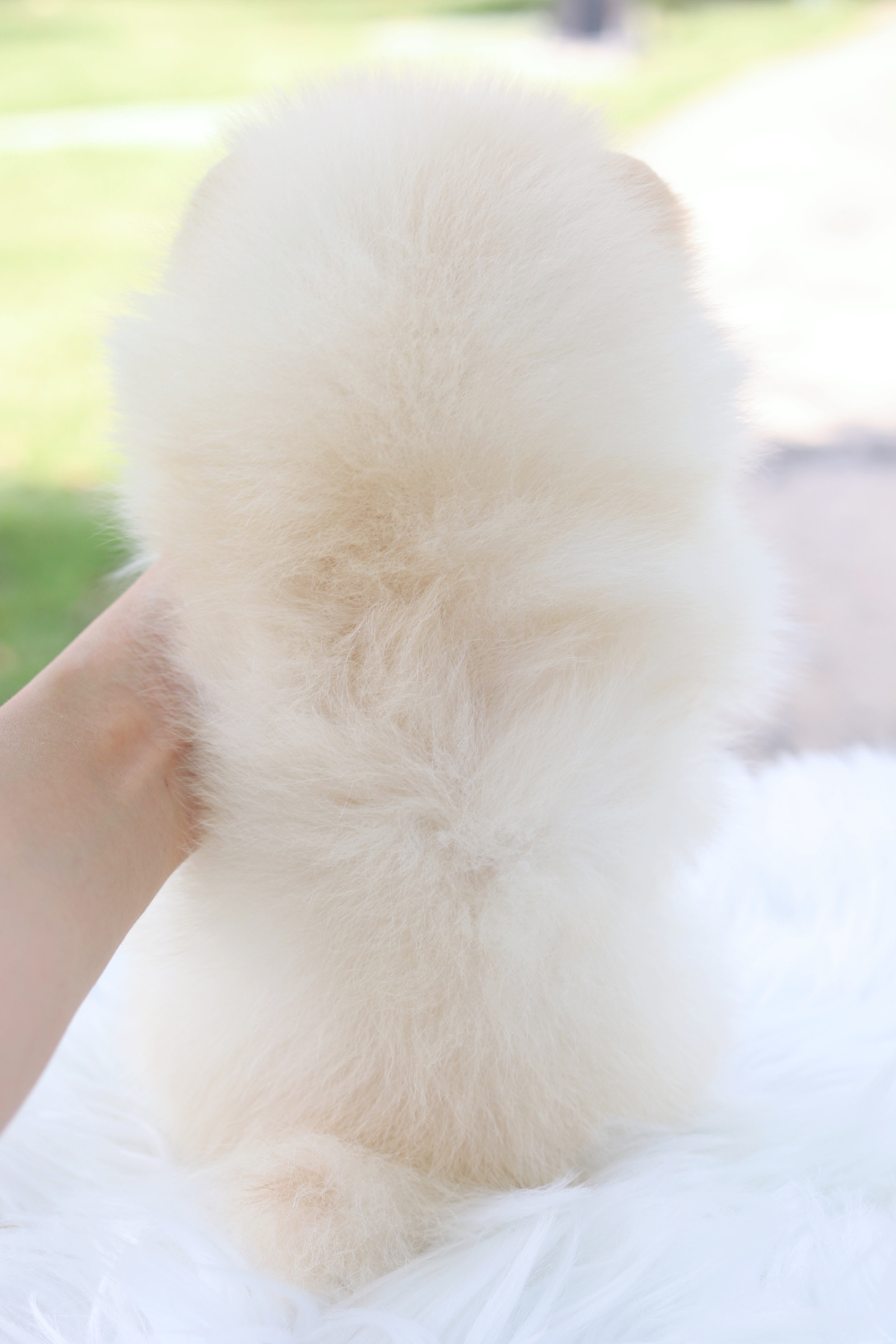 ปอมเมอเรเนียน เพศเมียสีขาวครีมเกรดโชว์