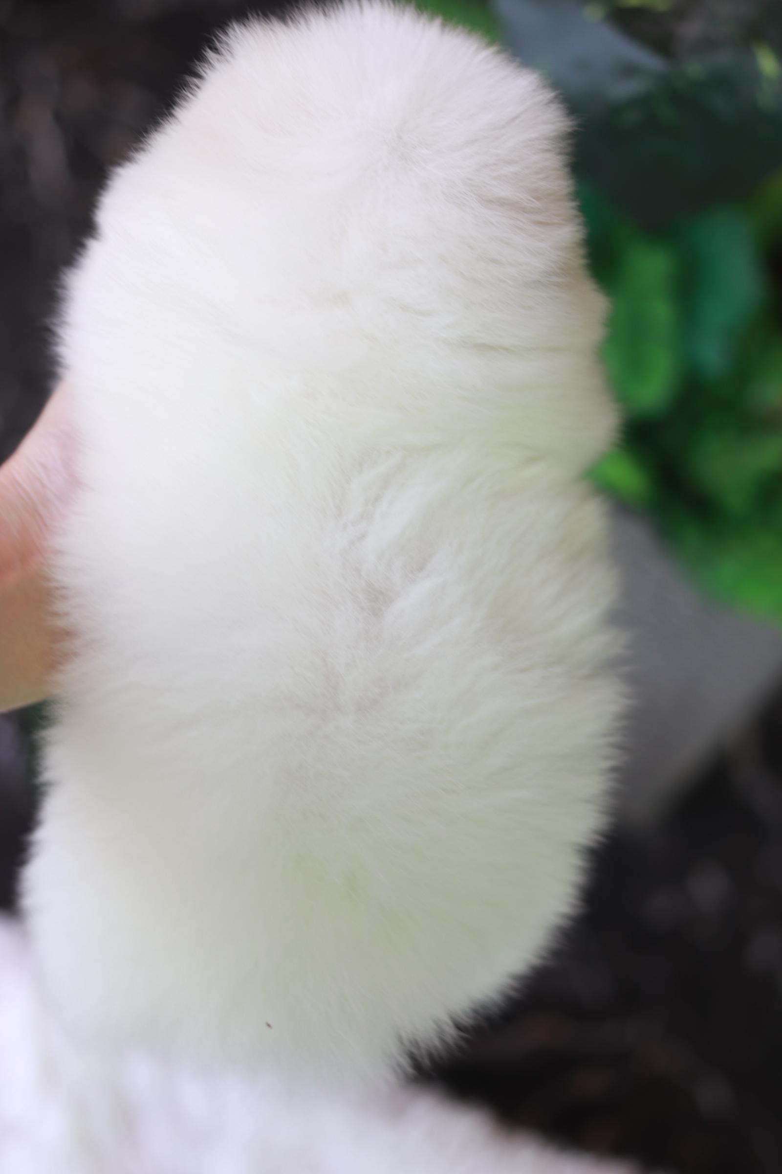 ปอมเมอเรเนียน เพศผู้ สีขาว