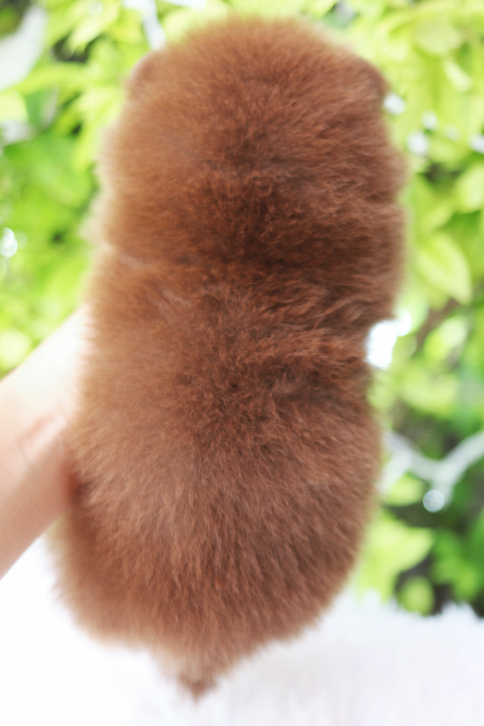 ปอมเมอเรเนียน เพศเมียสีช็อคแทนเกรดโชว์