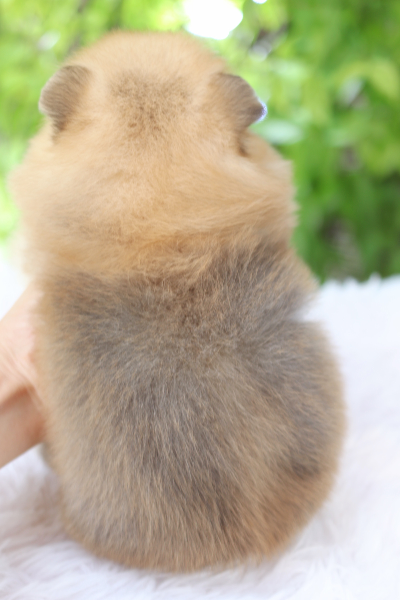 ปอมเมอเรเนียน เพศเมีย สีส้ม