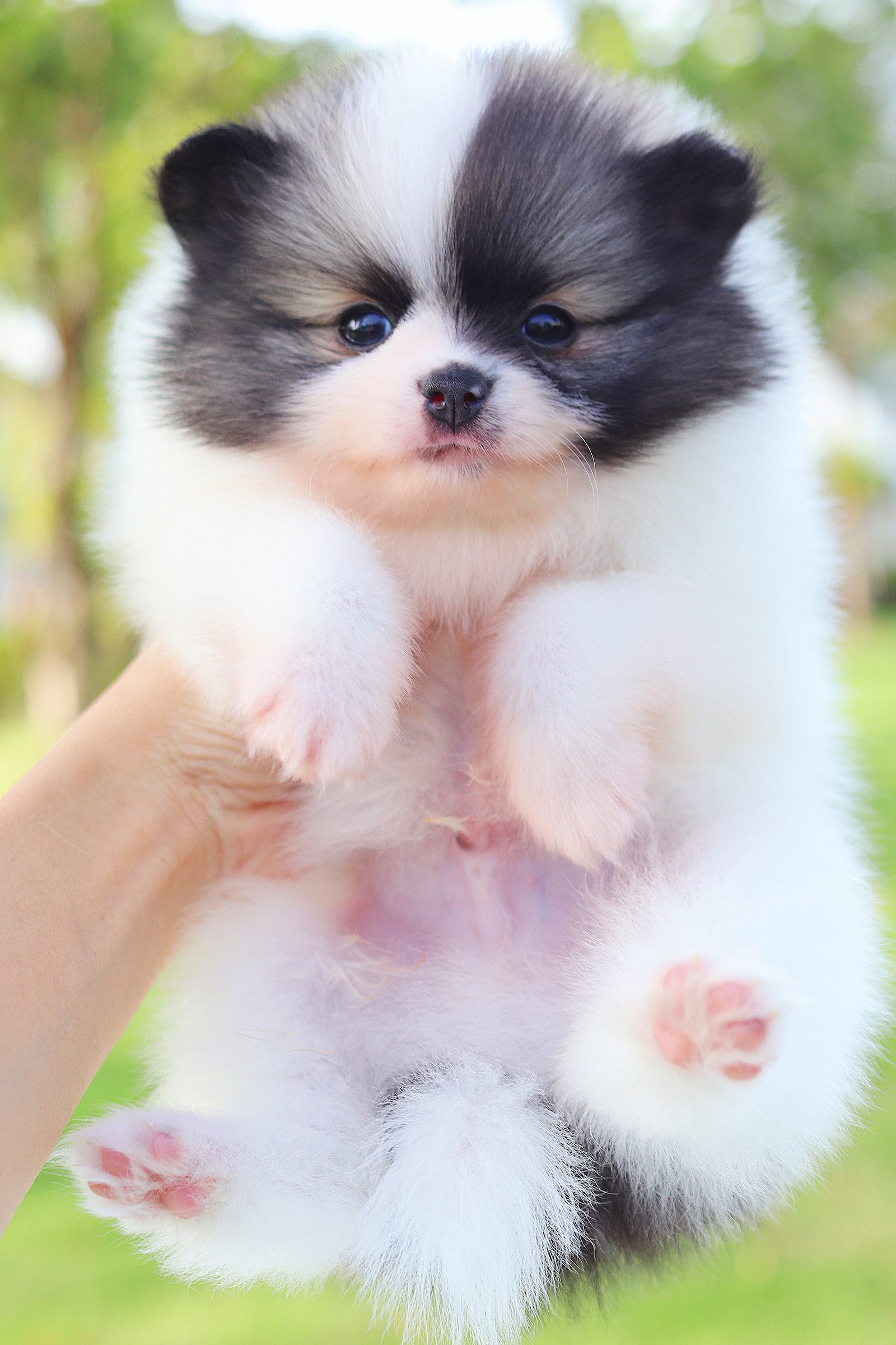 ปอมเมอเรเนียน เพศผู้สีแฟนซี