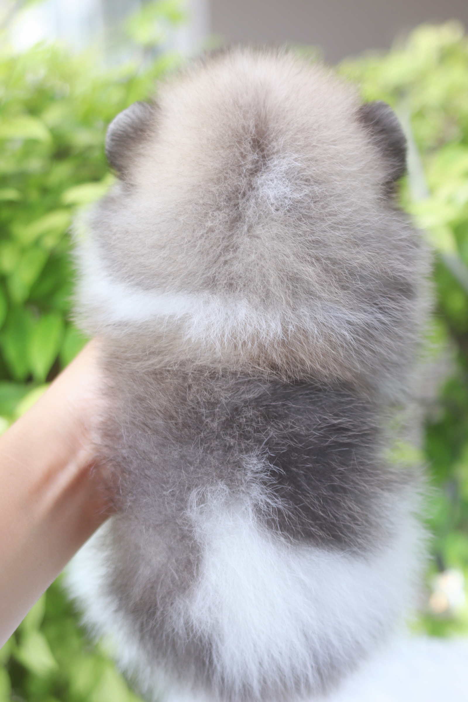 ปอมเมอเรเนียน เพศผู้ สีแฟนซี