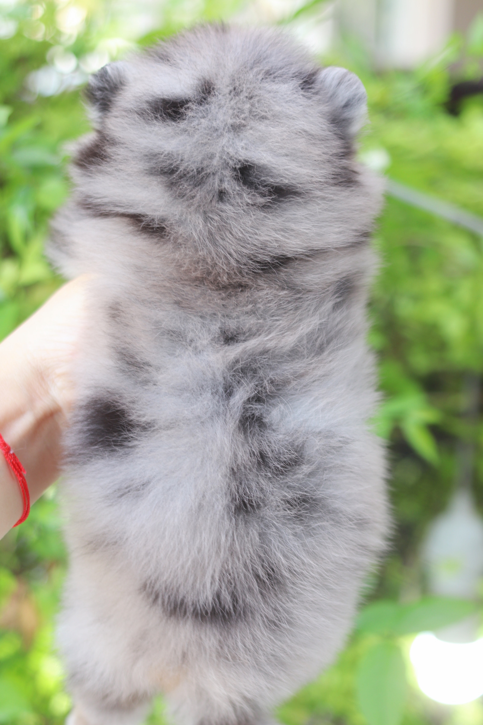 ปอมเมอเรเนียน เพศเมียสีเมอร์เร่