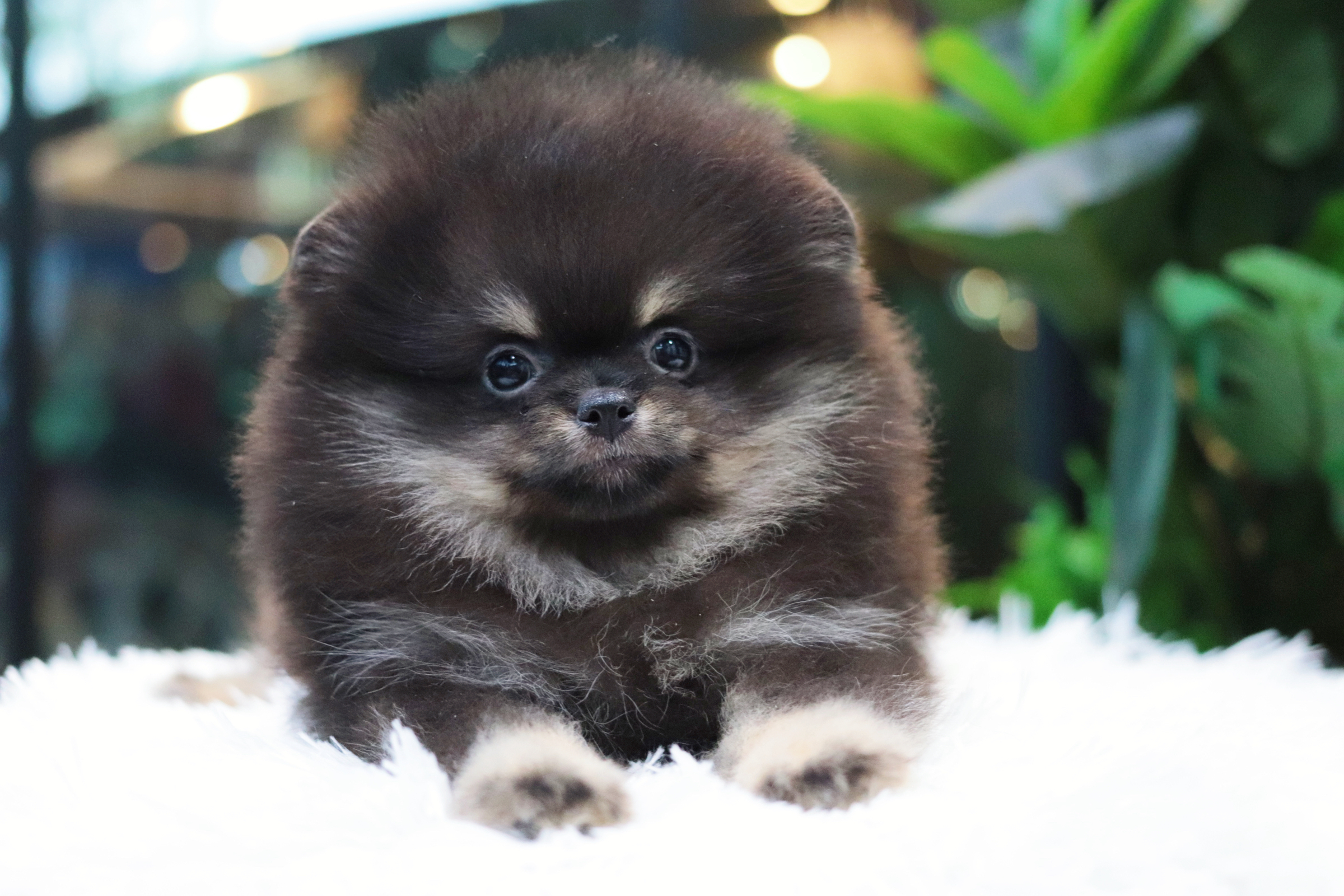 ปอมเมอเรเนียน เพศเมียสีแบล็คแทน