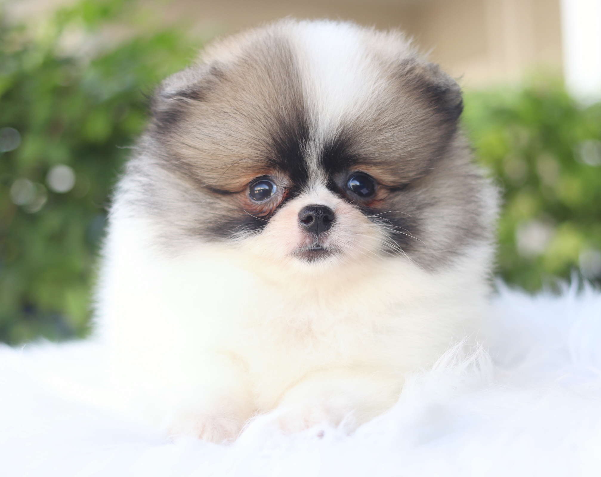 ปอมเมอเรเนียน เพศเมียสีแฟนซี