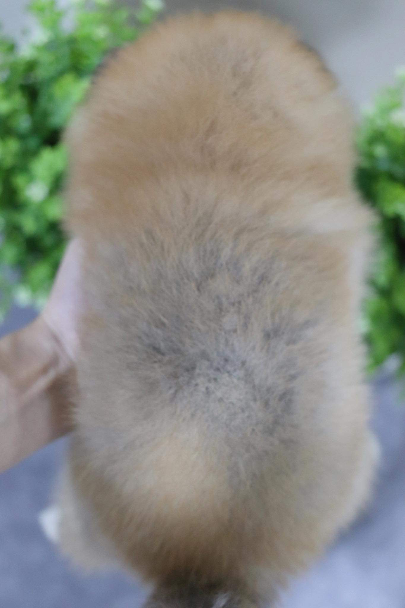 ปอมเมอเรเนียน เพศเมีย