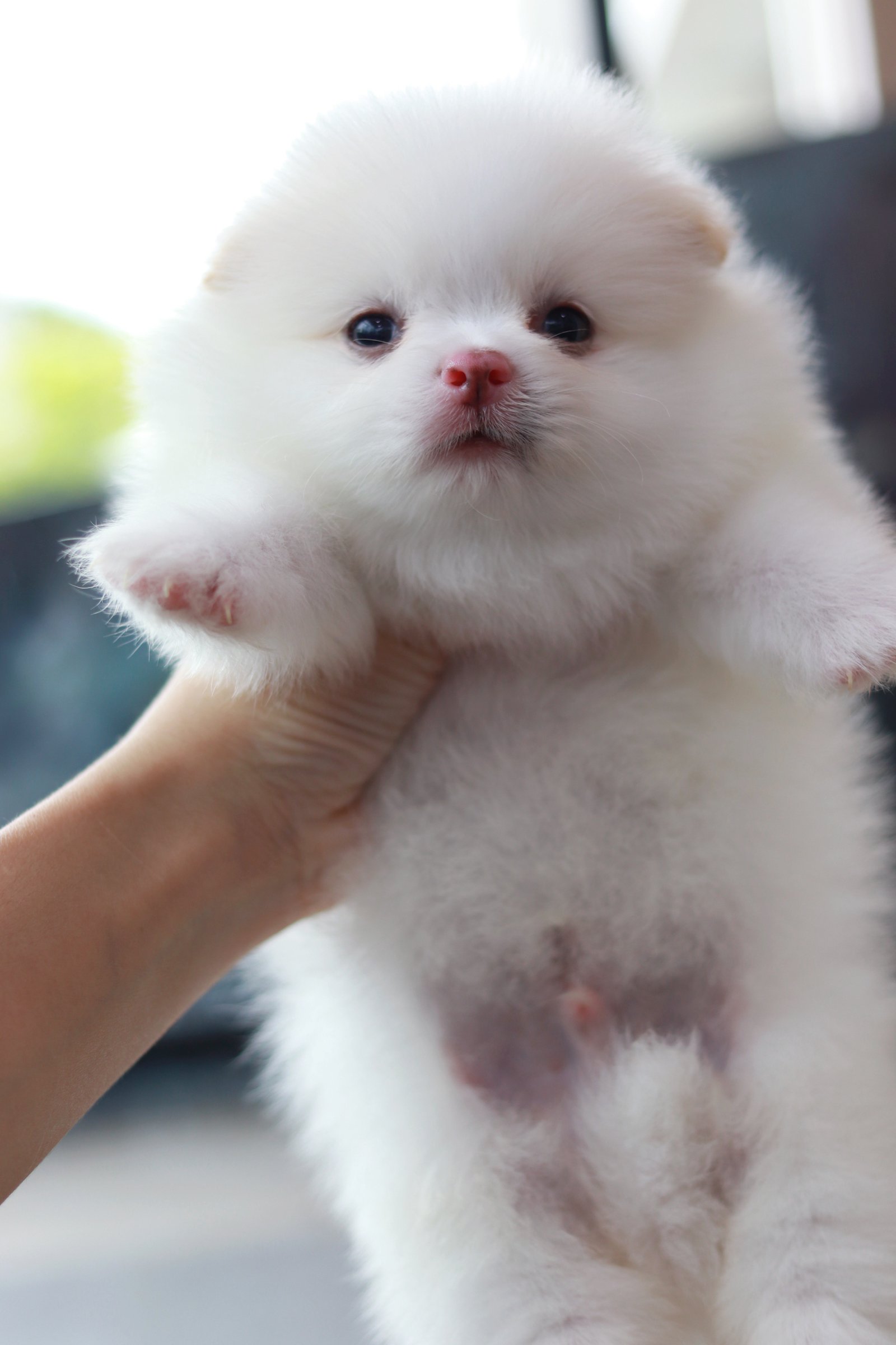 ปอมเมอเรเนียน เพศผู้ขาวหน้าฟ็อก