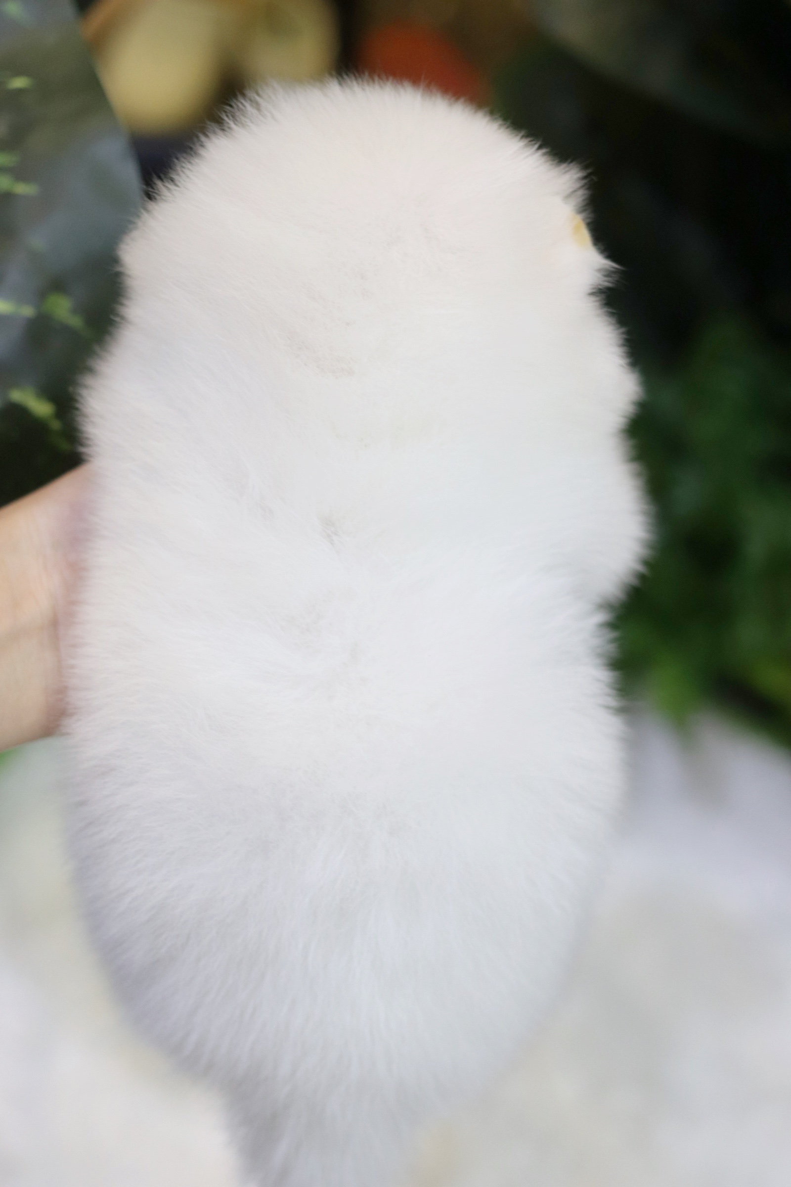 ปอมเมอเรเนียน เพศเมียขาวครีม