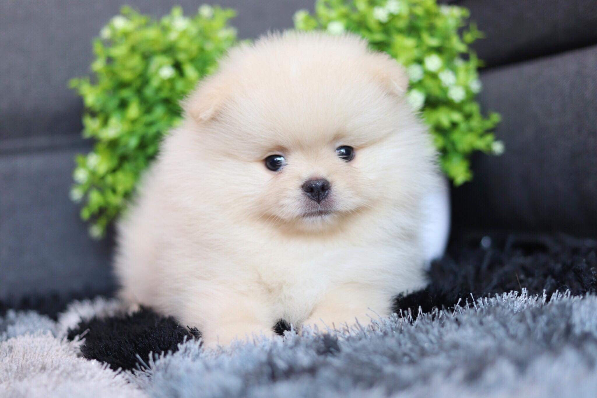 ปอมเมอเรเนียน เพศผู้