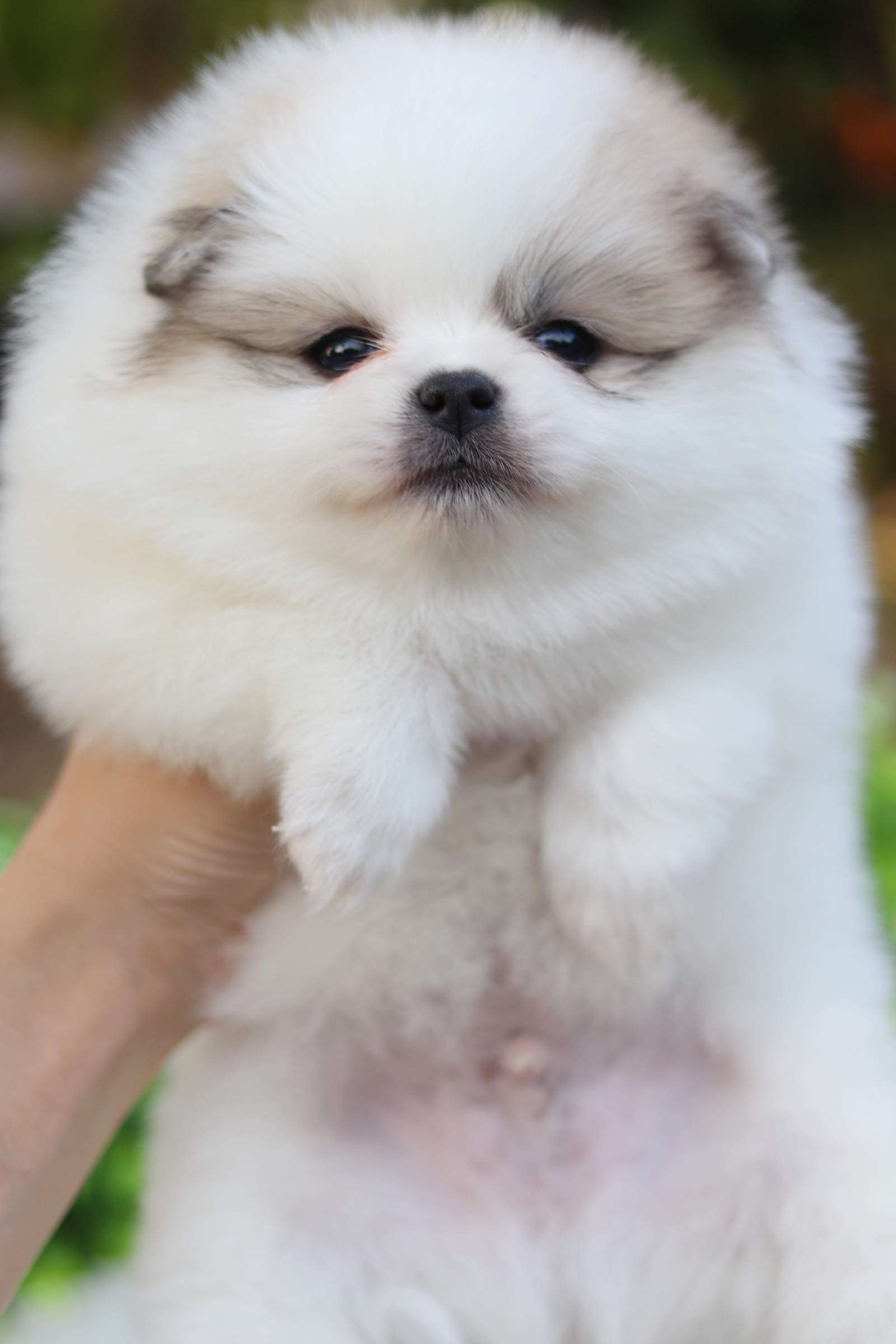 ปอมเมอเรเนียน เพศผู้