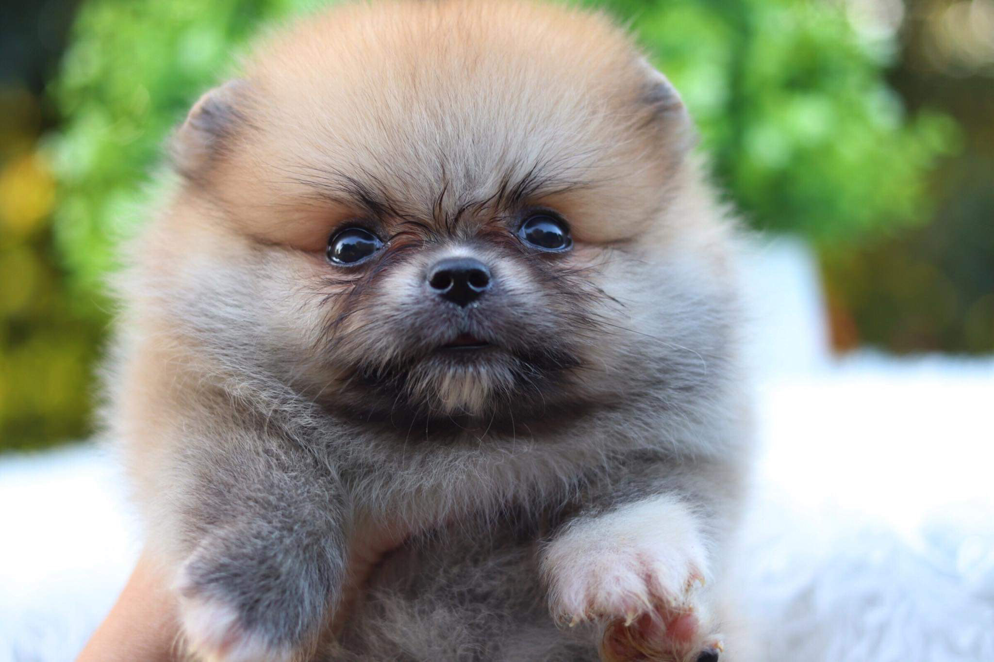 ปอมเมอเรเนียน เพศผู้