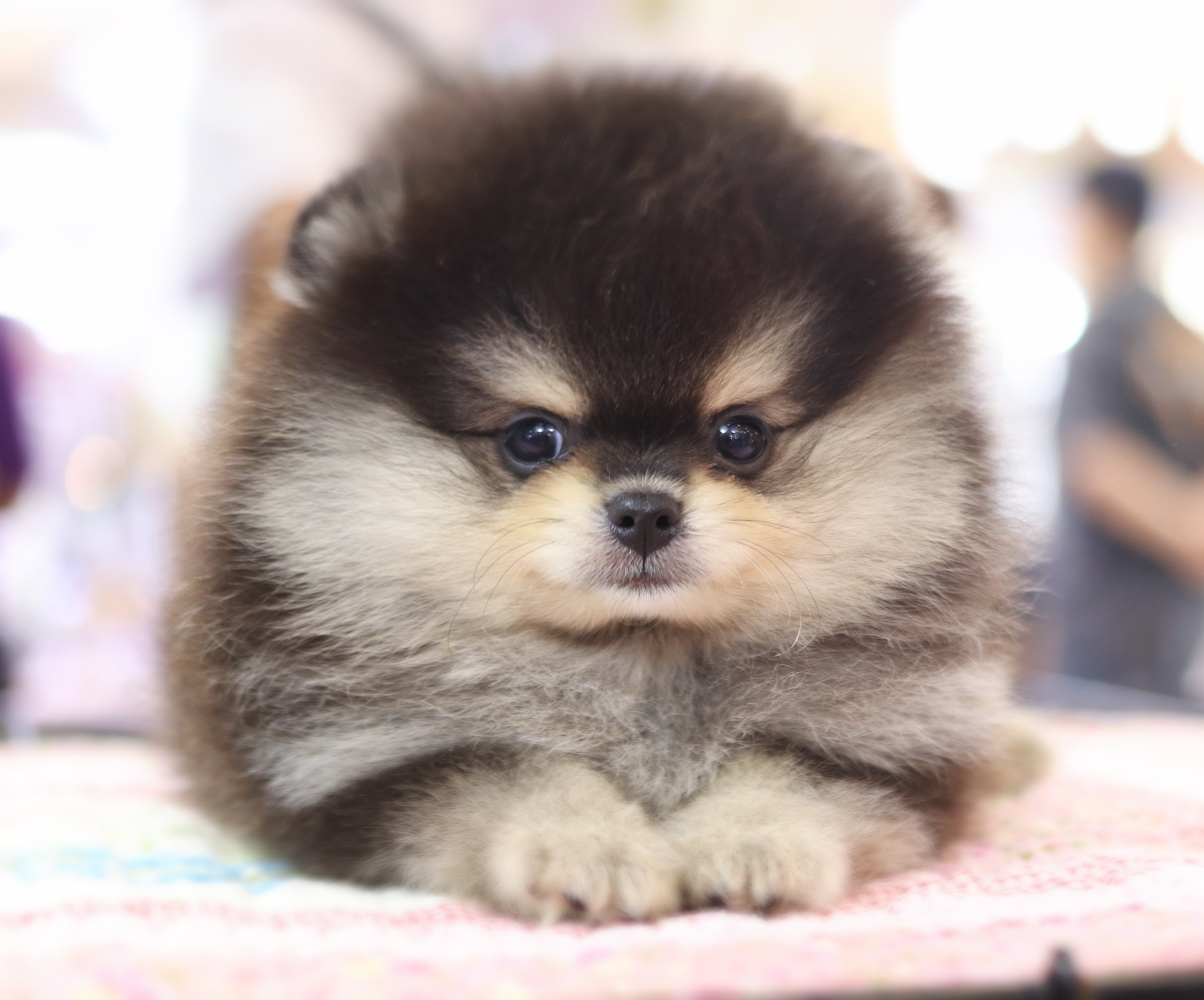 ปอมเมอเรเนียน เพศผู้ สีแบล็คแทน เกรดโชว์