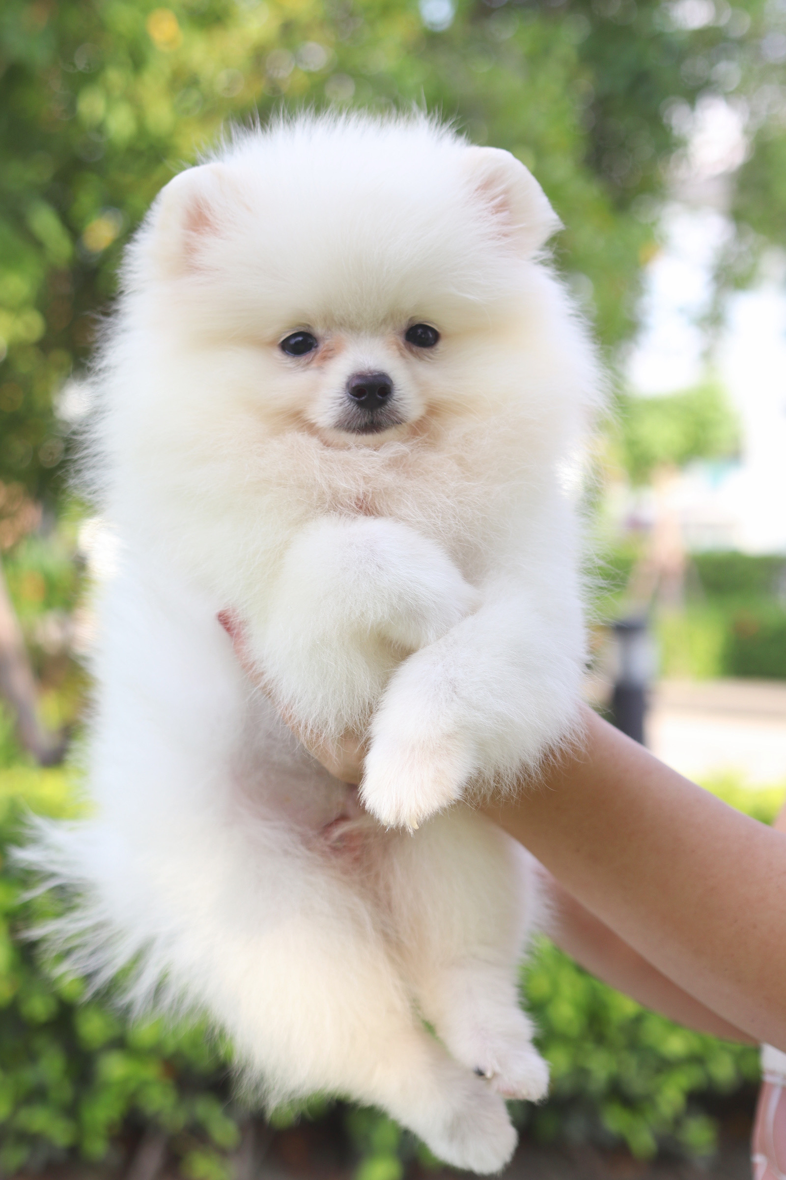 ปอมเมอเรเนียน เพศผู้ สีขาวครีม