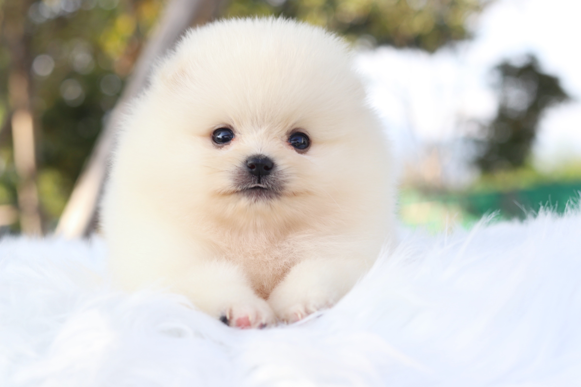 ปอมเมอเรเนียน เพศผู้ สีขาวครีม