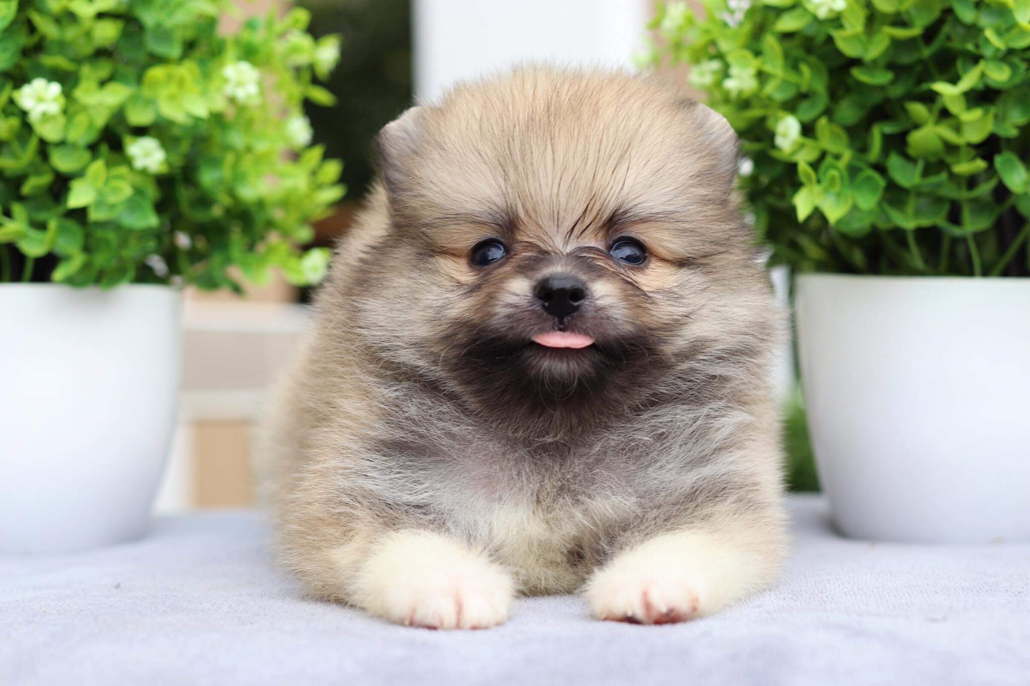 ปอมเมอเรเนียน เพศผู้